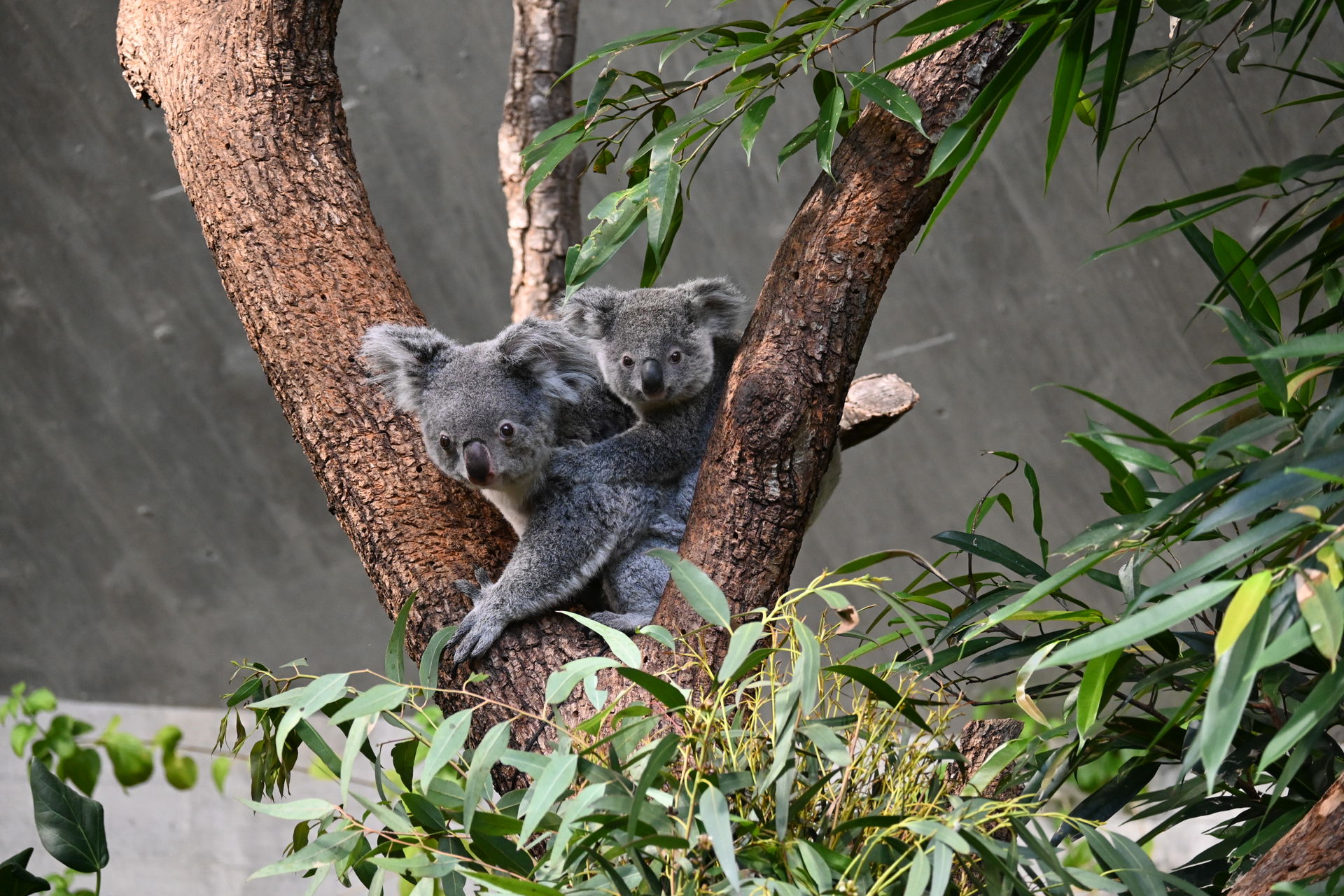Koalas im Lebensraum Australien des Zoo Zürich