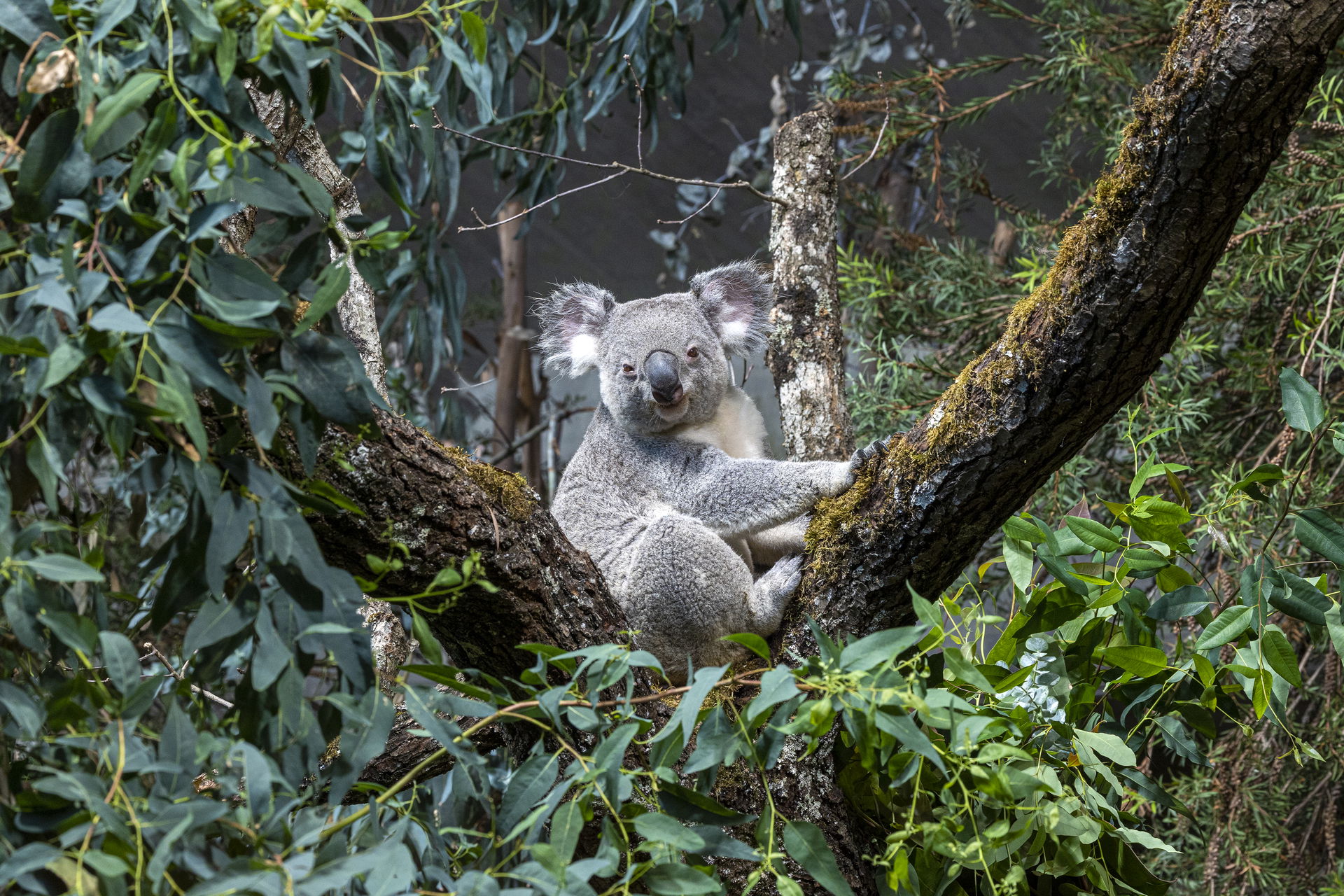 Koalas im Australienhaus im Zoo Zürich