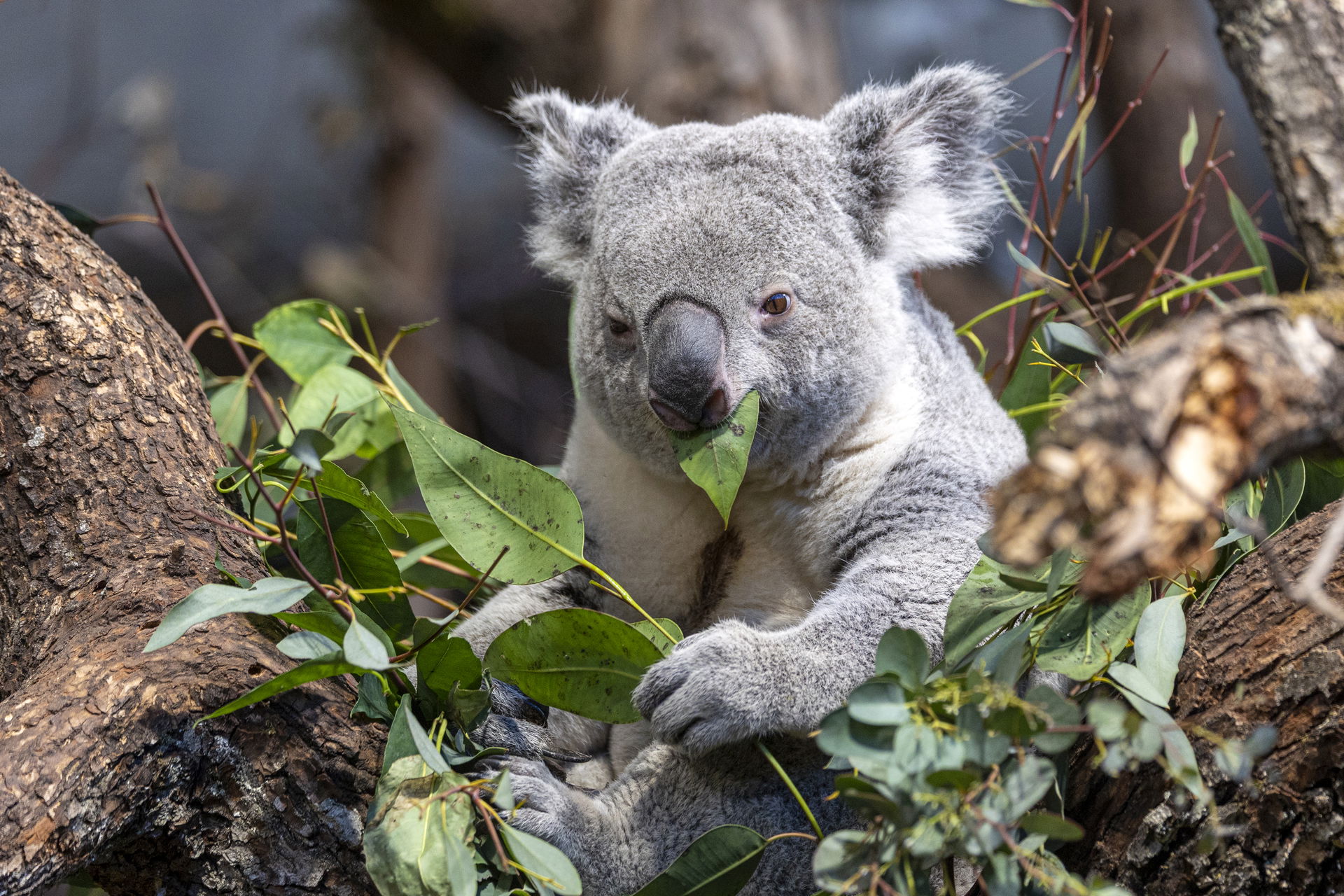 Koalas im Australienhaus im Zoo Zürich