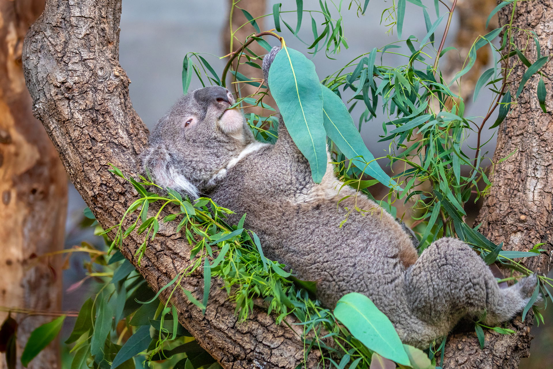 Koalas im Australienhaus im Zoo Zürich