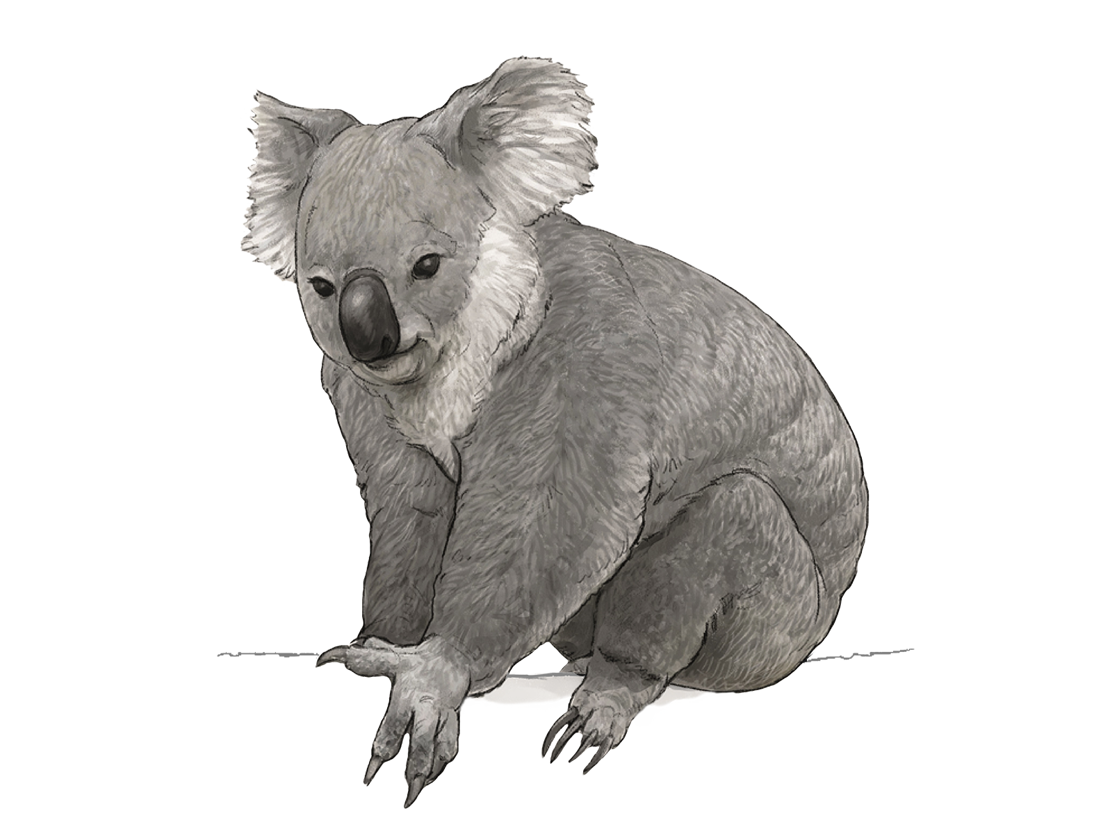 Wissenschaftliche Illustration des Koalas.