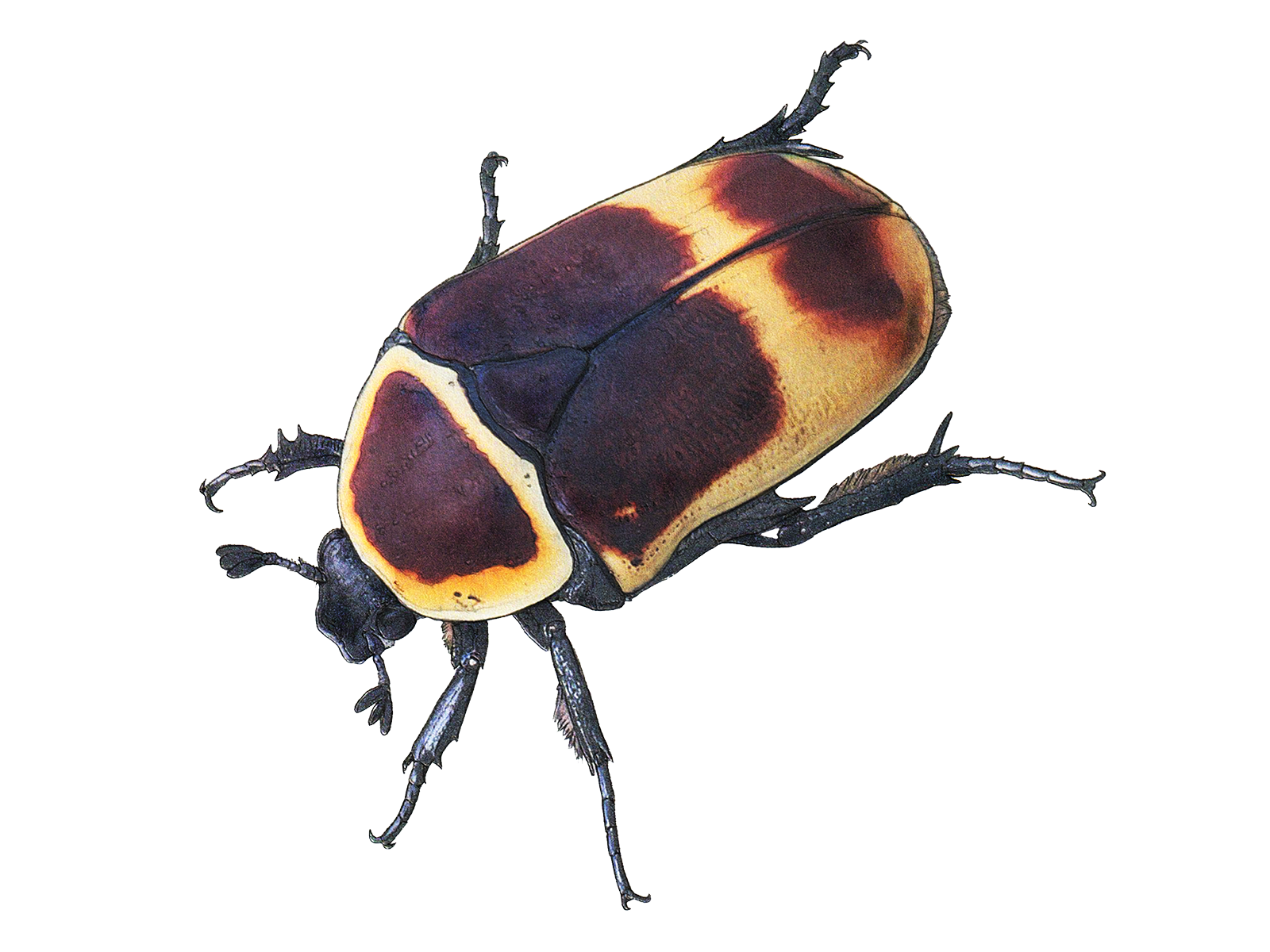 Wissenschaftliche Illustration des Kongo-Rosenkäfers.