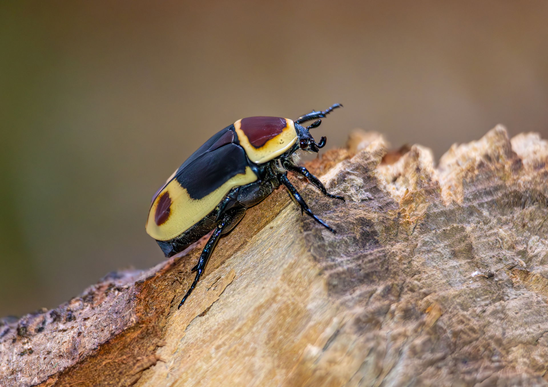 Kongo-Rosenkäfer im Insektenwald des Zoo Zürich.