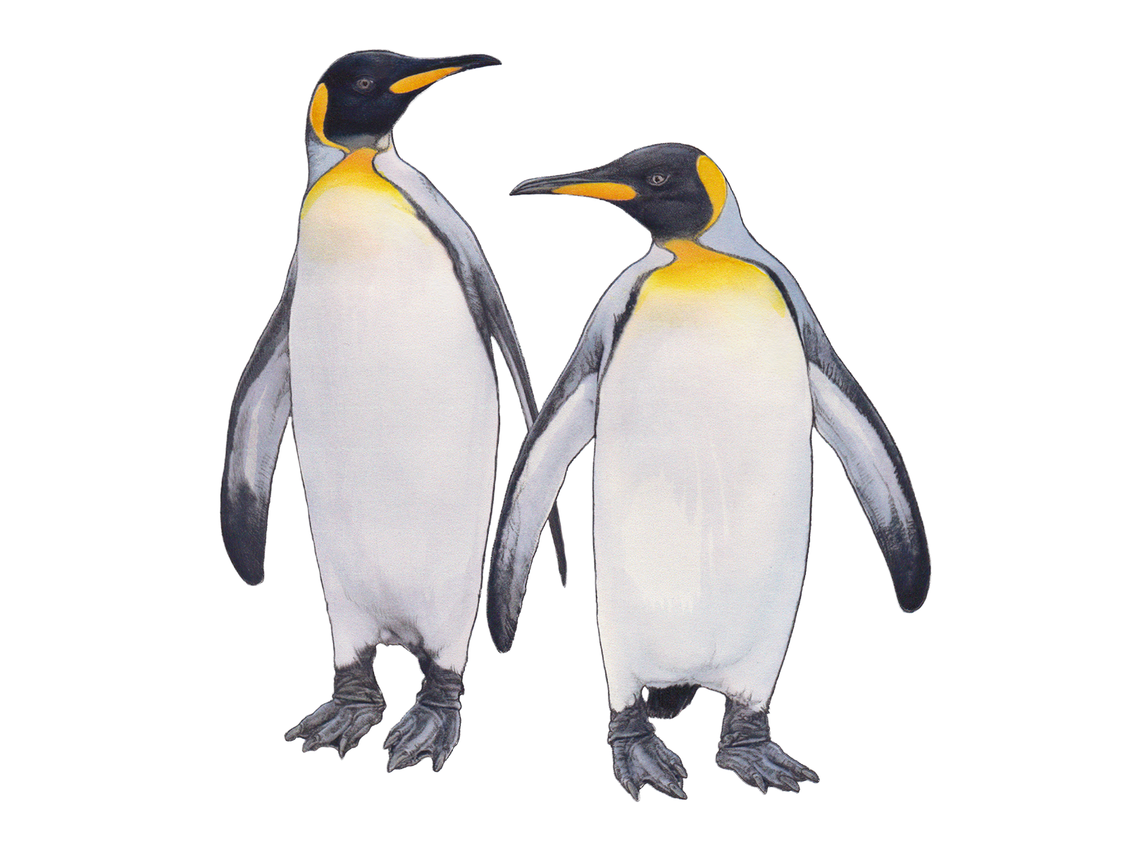 Wissenschaftliche Illustration des Königspinguins.