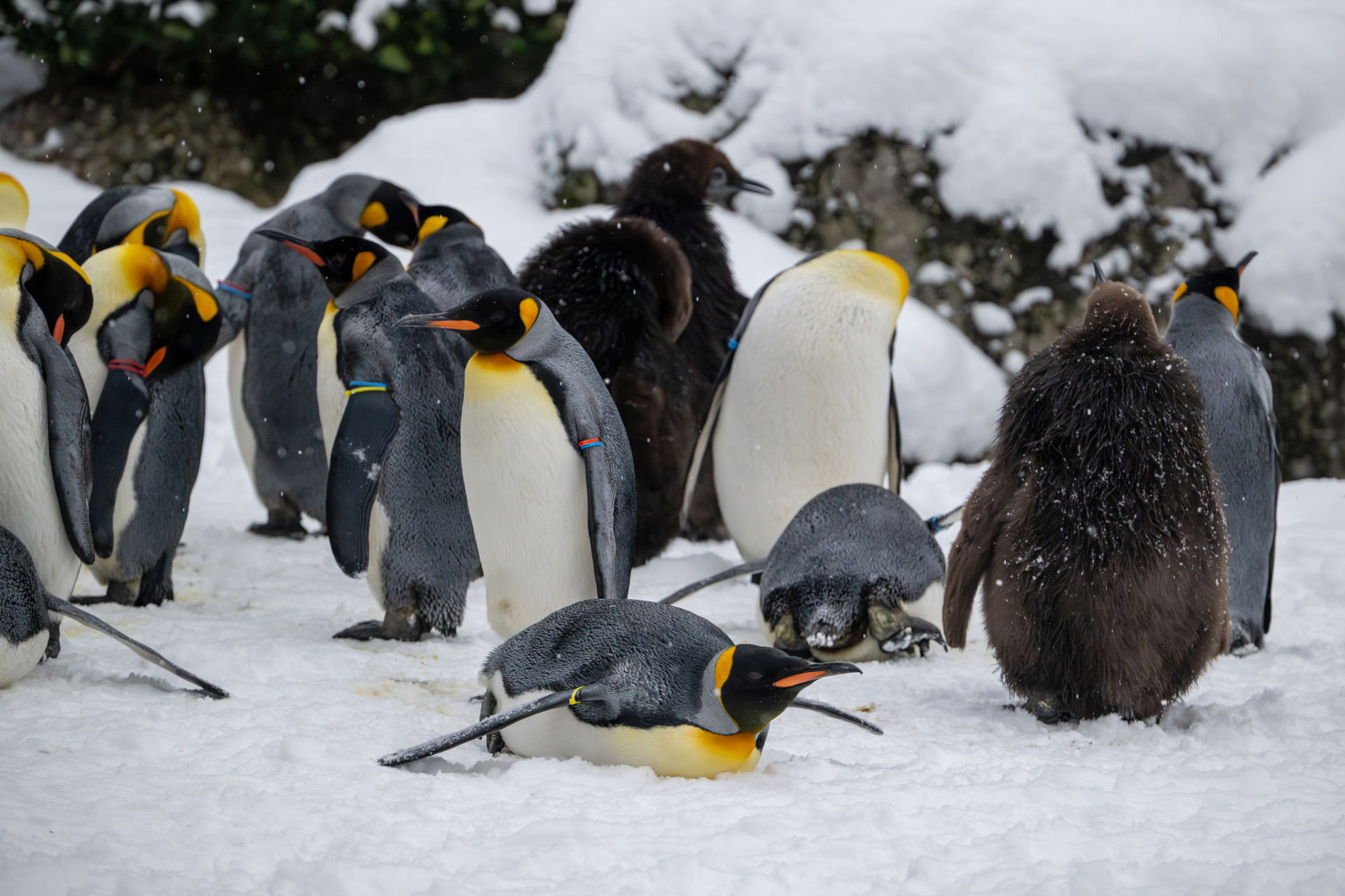 Königspinguine (Aptenodytes patagonicus) im Zoo Zürich.