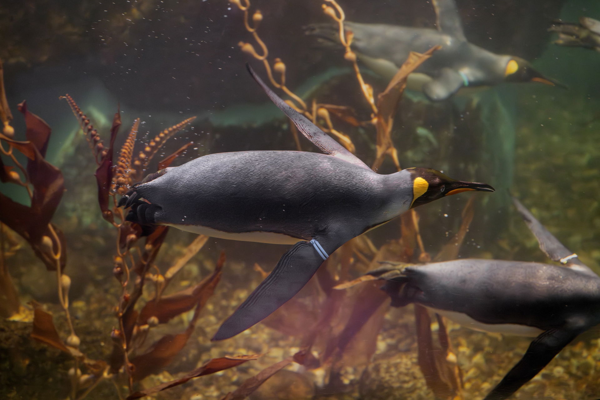 Königspinguine (Aptenodytes patagonicus) im Zoo Zürich.