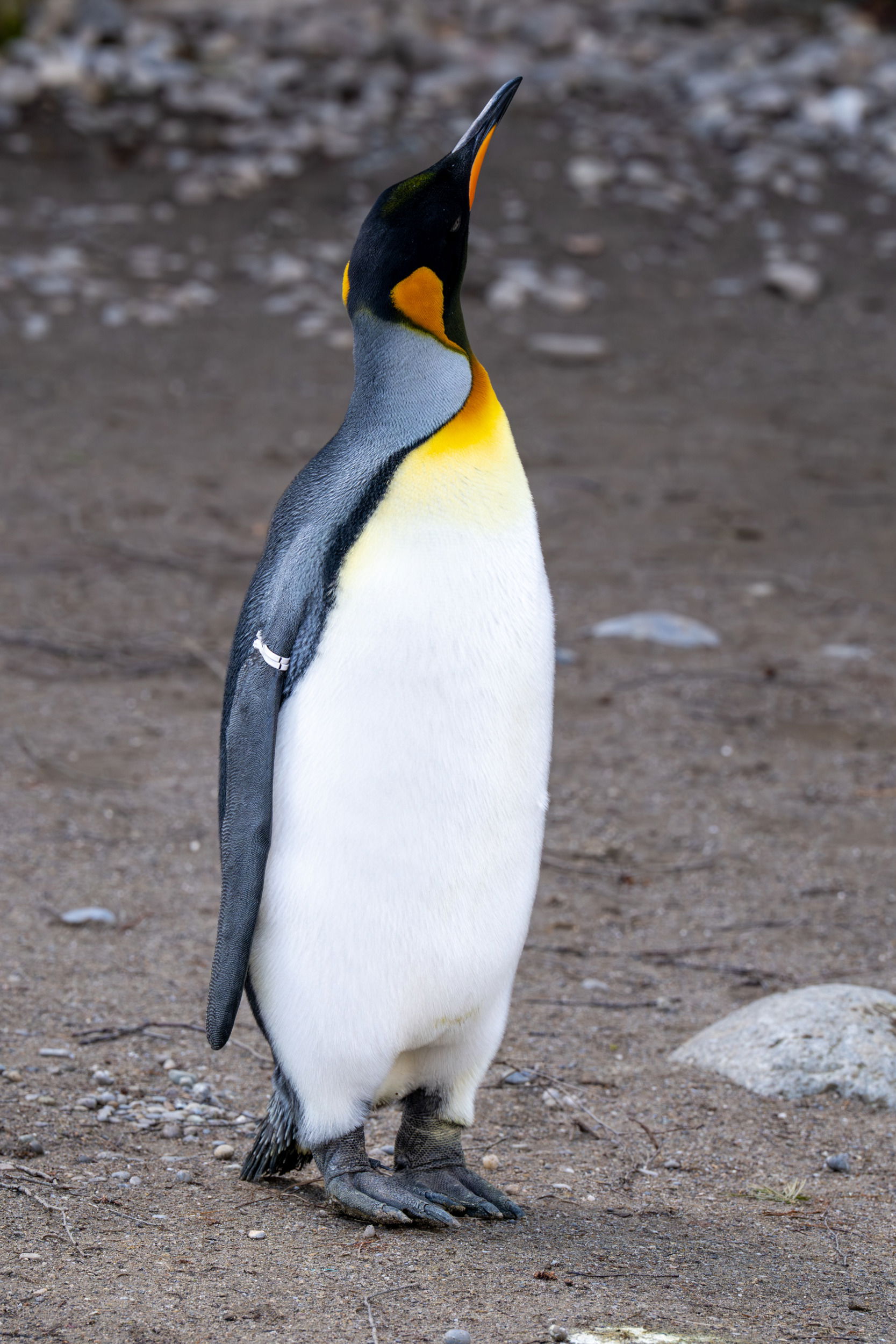 Königspinguin (Aptenodytes patagonicus) im Zoo Zürich.
