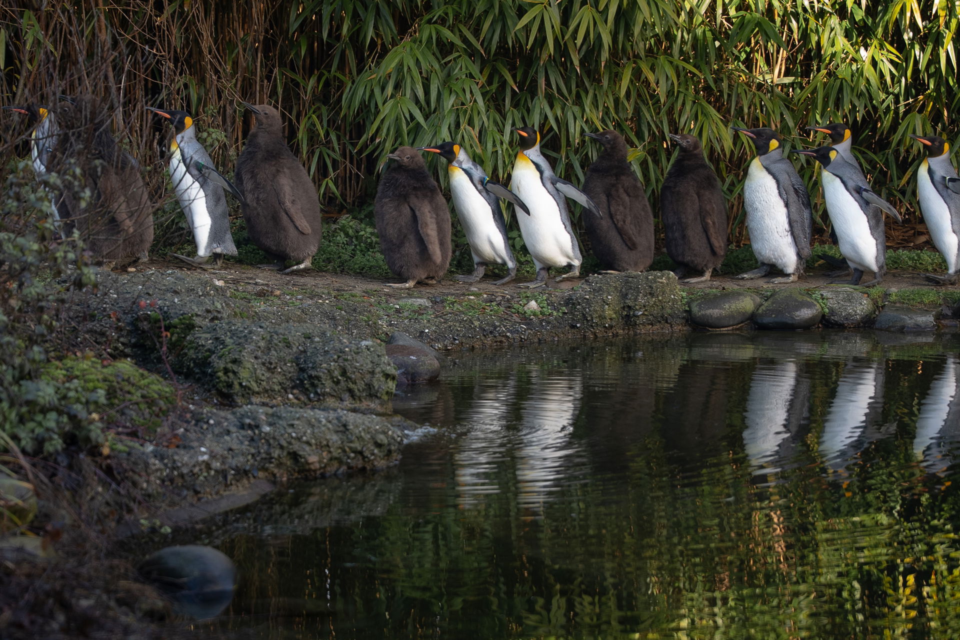 Königspinguine (Aptenodytes patagonicus) im Zoo Zürich