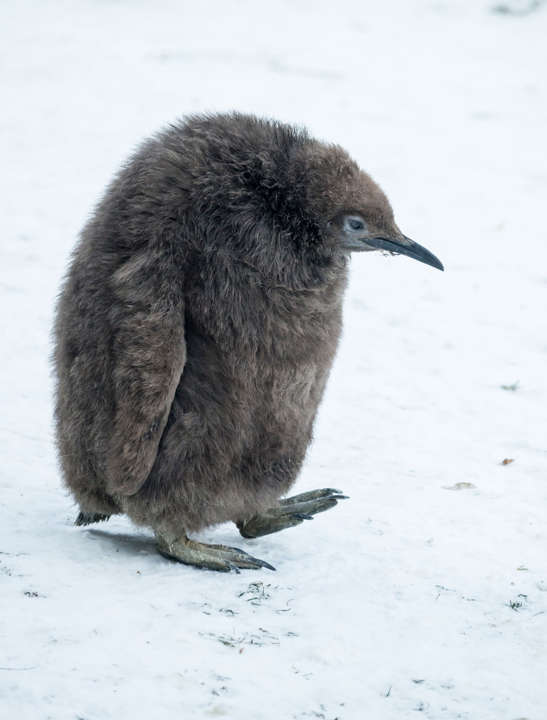 Junger Königspinguin (Aptenodytes patagonicus) im Zoo Zürich.