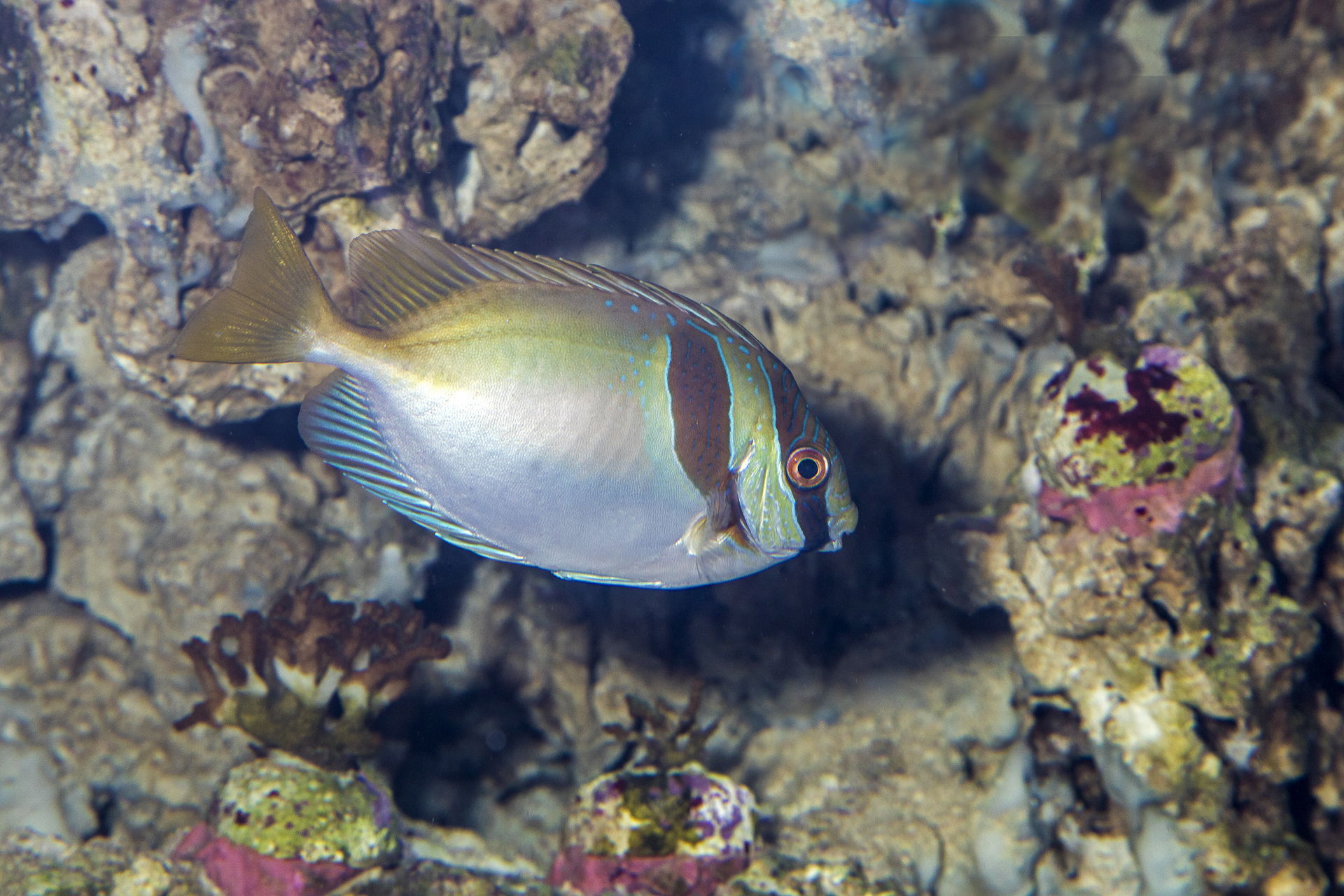 Kopfband-Kaninchenfisch im Zoo Zürich