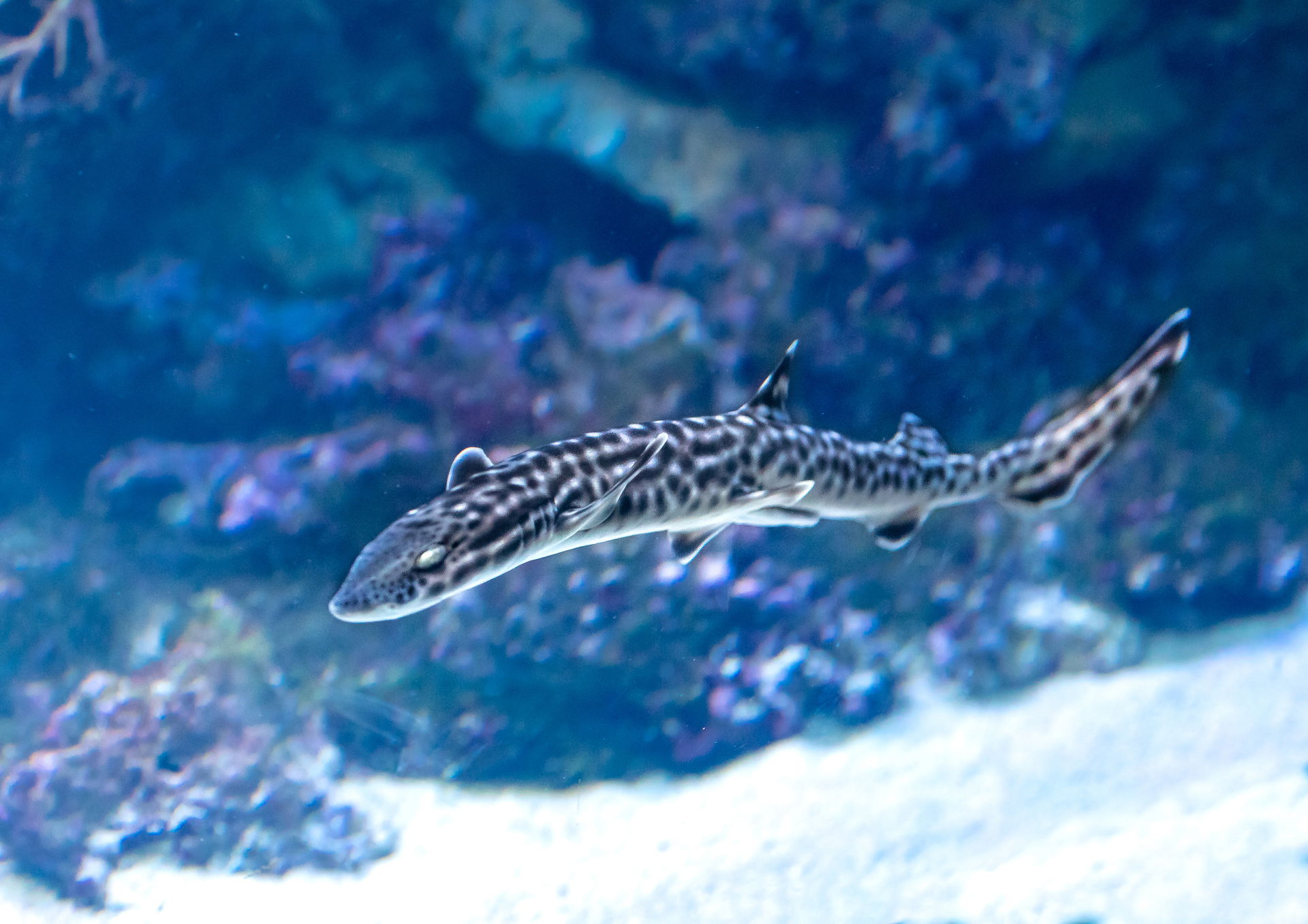 Korallenkatzenhai (Atelomycterus marmoratus) im Zoo Zürich