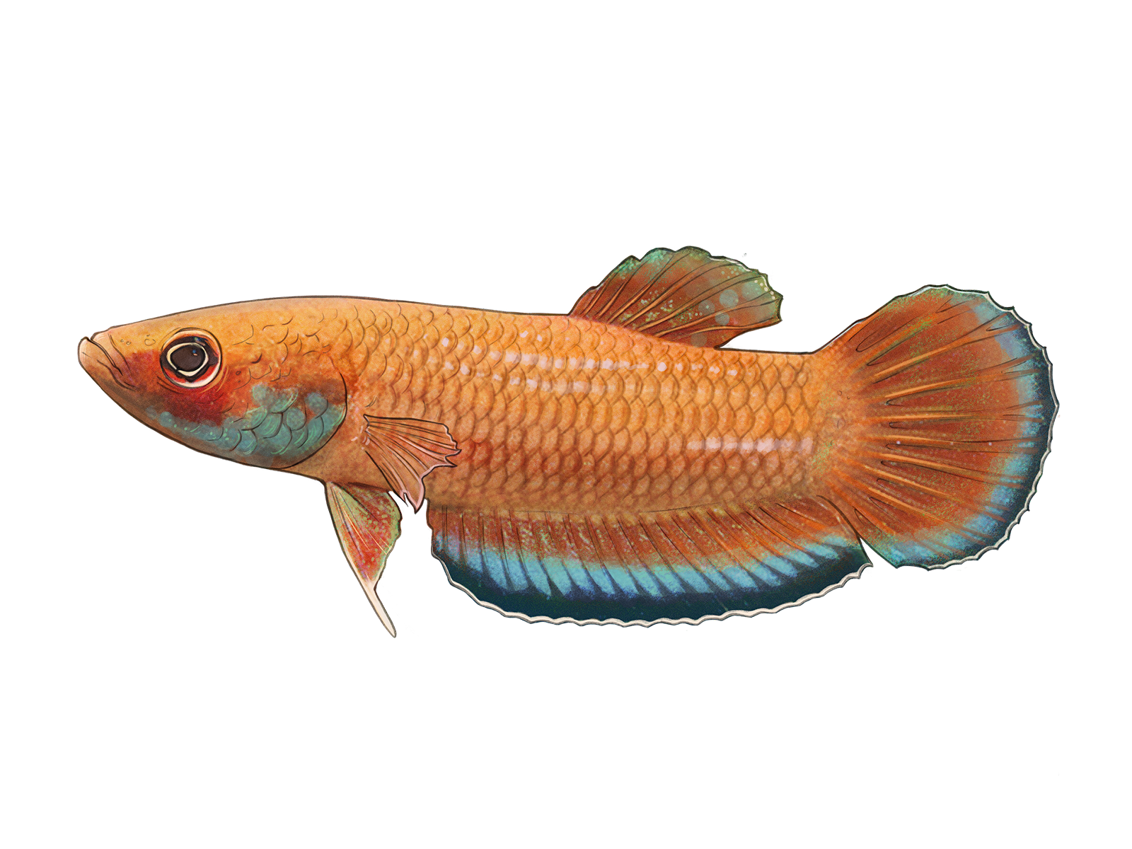 Wissenschaftliche Illustration des Krabi-Kampffisches