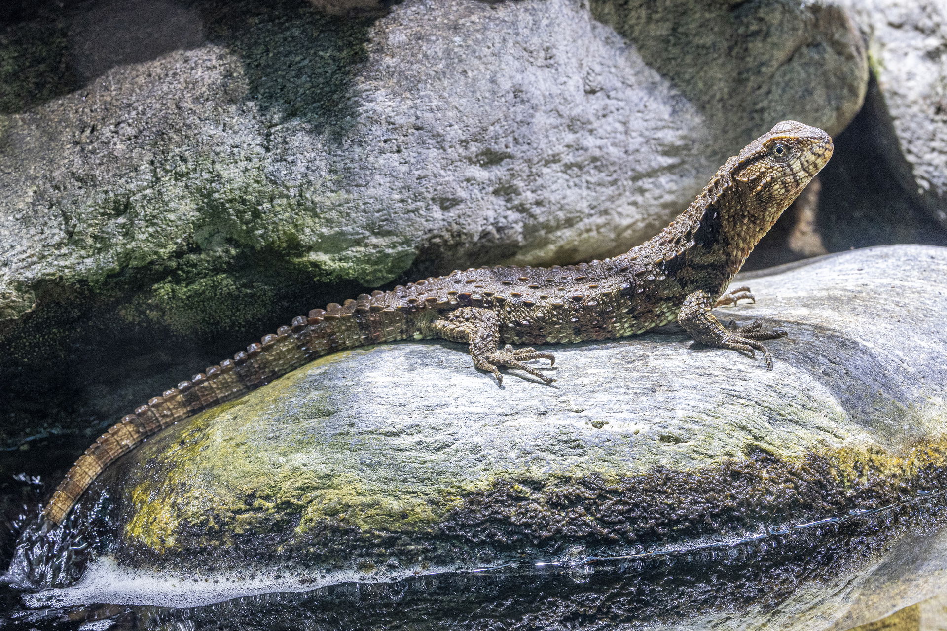 Krokodilschwanzechse (Shinisaurus crocodilurus) im Zoo Zürich