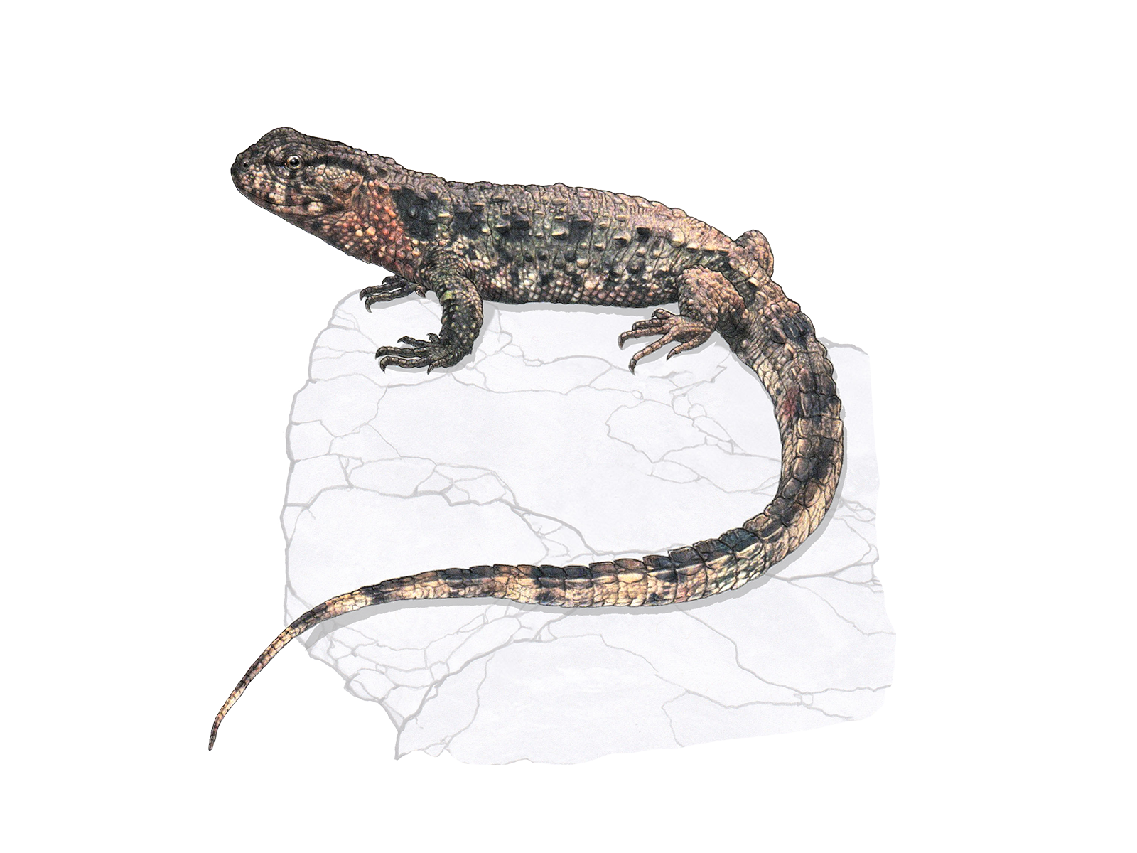 Wissenschaftliche Illustration der Krokodilschwanzechse.
