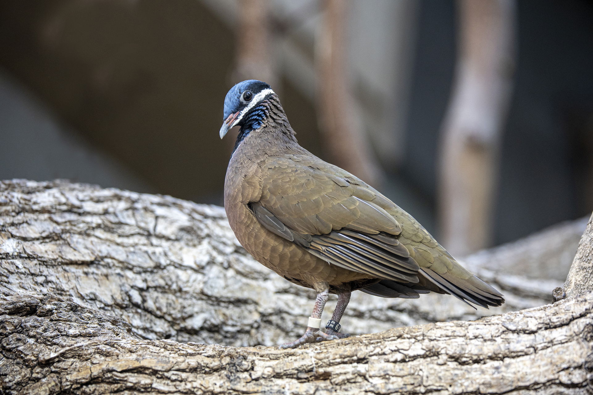 Kubataube im Zoo Zürich