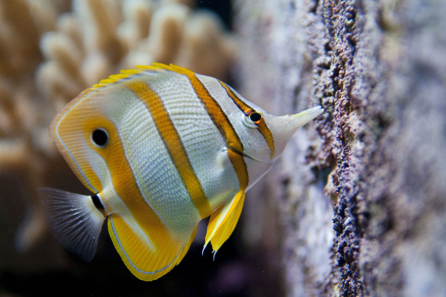 Kupferbinden-Pinzettfisch im Aquarium des Zoo Zürich