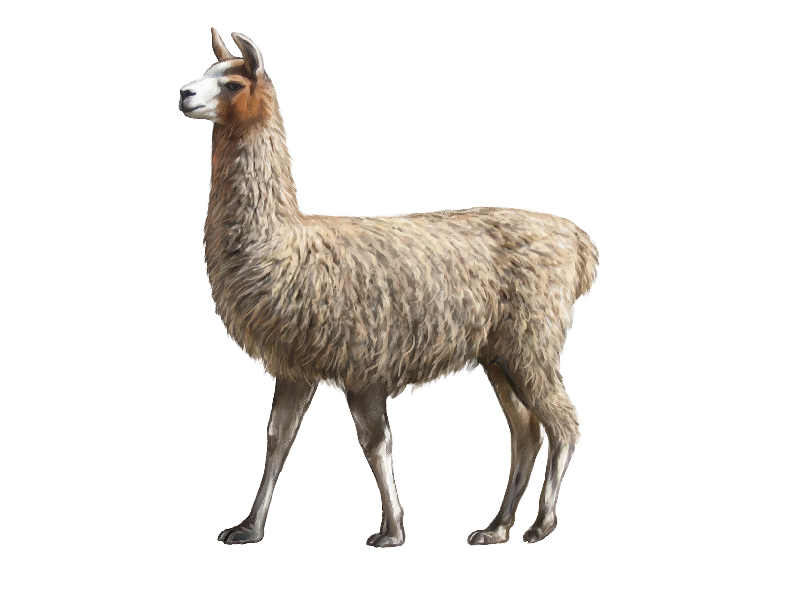 Wissenschaftliche Illustration des Lamas.