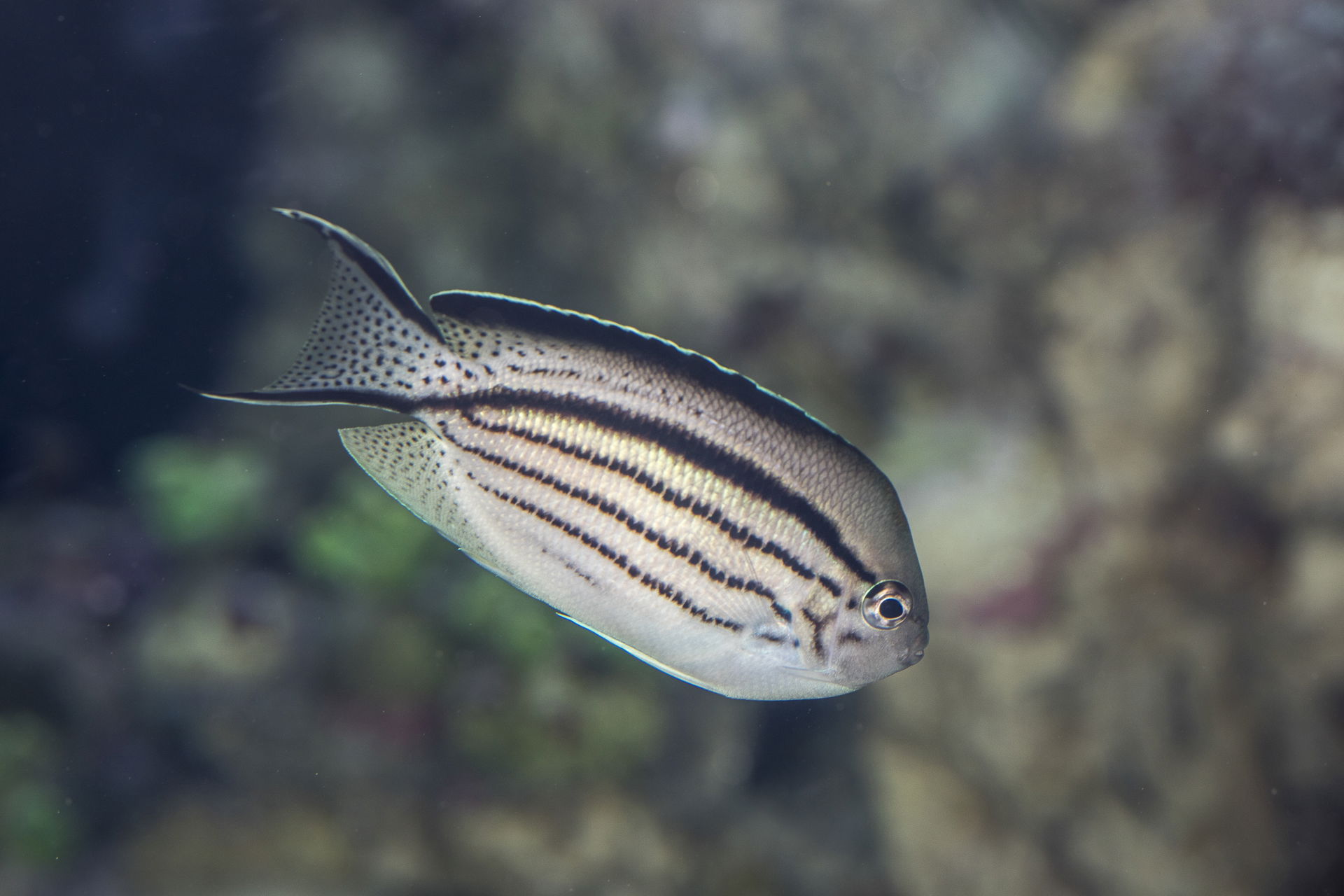 Lamarcks Lyrakaiserfisch im Zoo Zürich