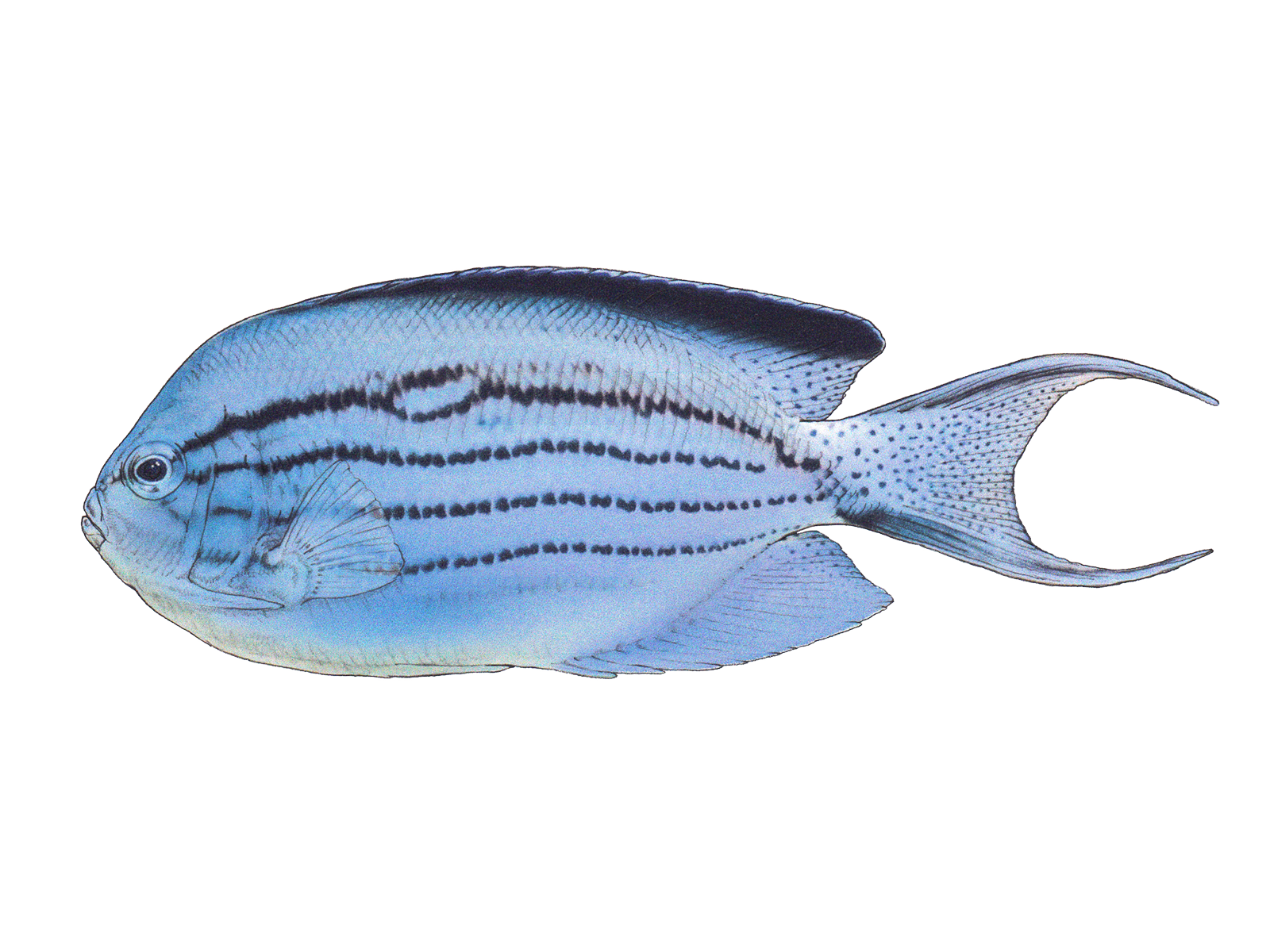 Wissenschaftliche Illustration des Lamarcks Lyrakaiserfischs.