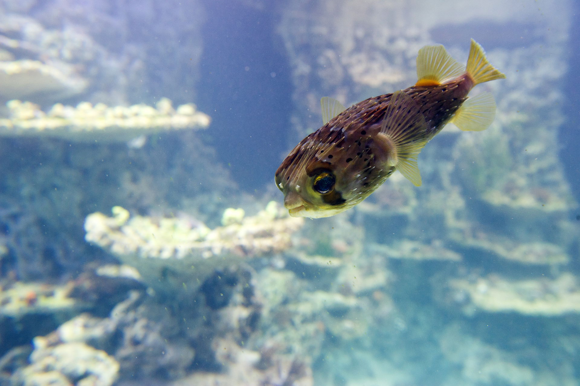 Langstachel-Igelfisch im Aquarium des Zoo Zürich.