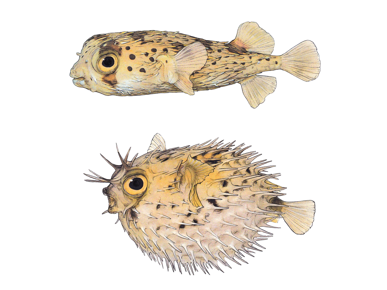 Wissenschaftliche Illustration des Langstachel-Igelfischs.