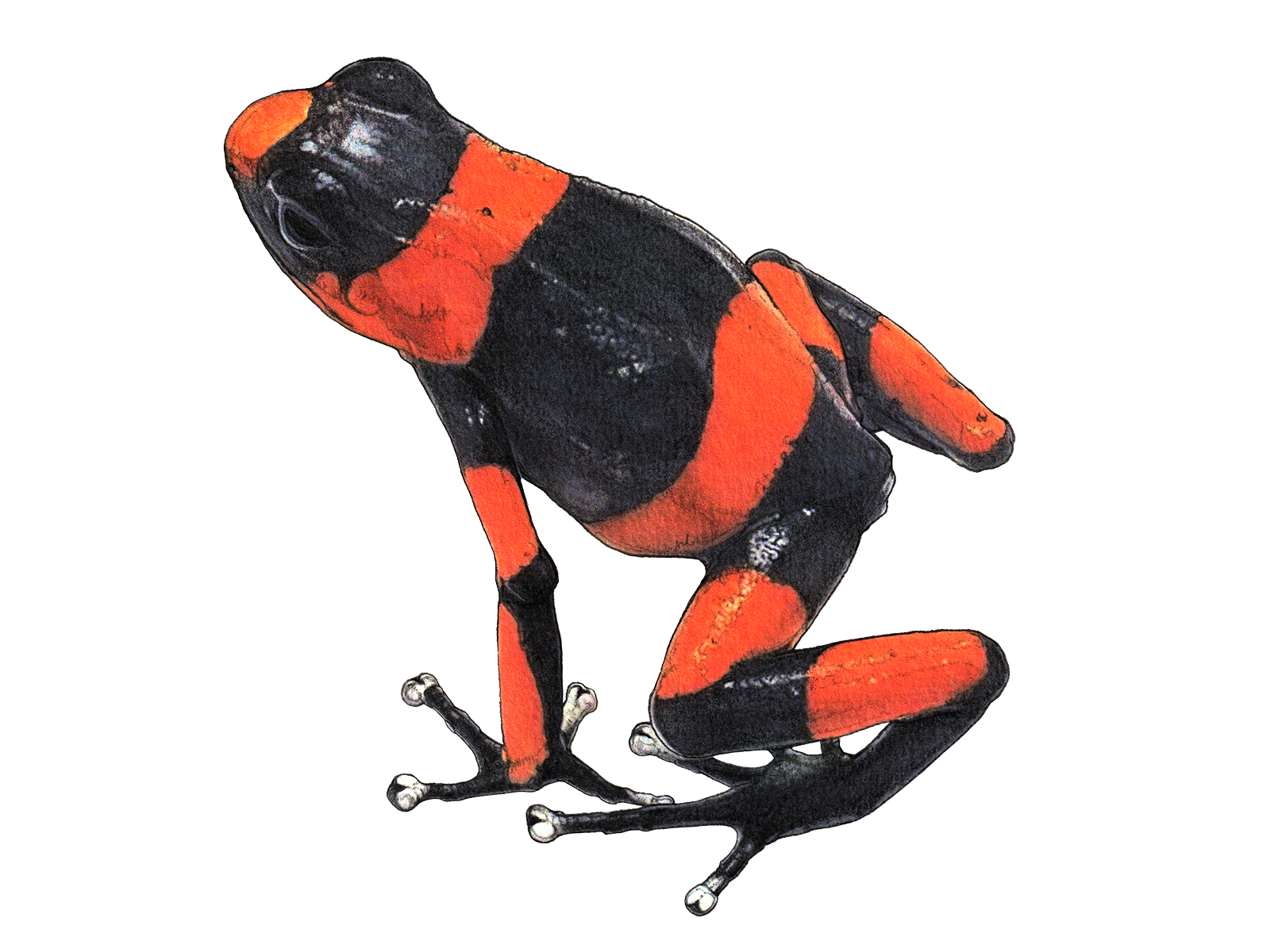 Wissenschaftliche Illustration von Lehmanns Baumsteiger.