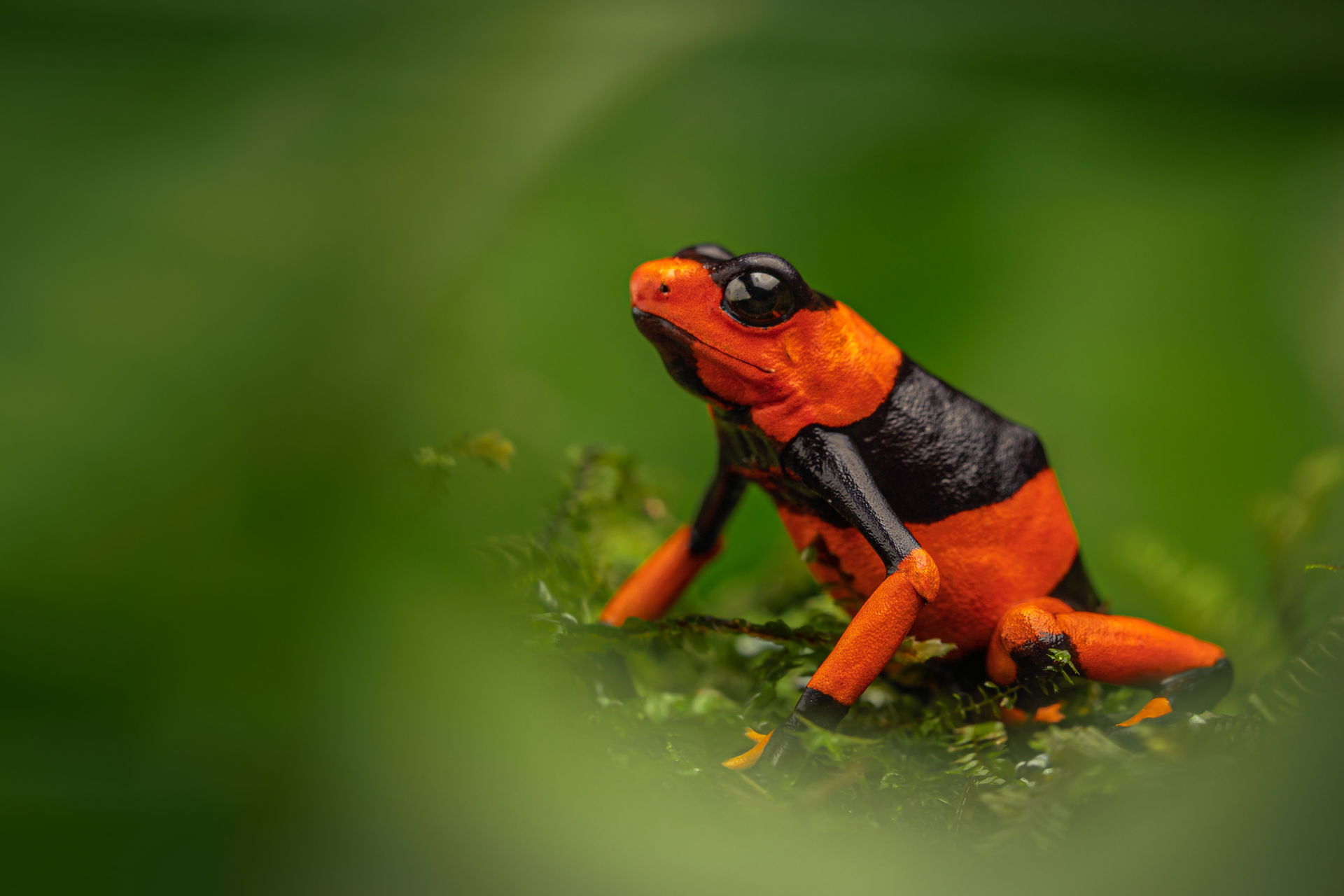 Lehmanns Baumsteiger (Oophaga lehmanni) in der Forschungsstation des Zoo Zürich