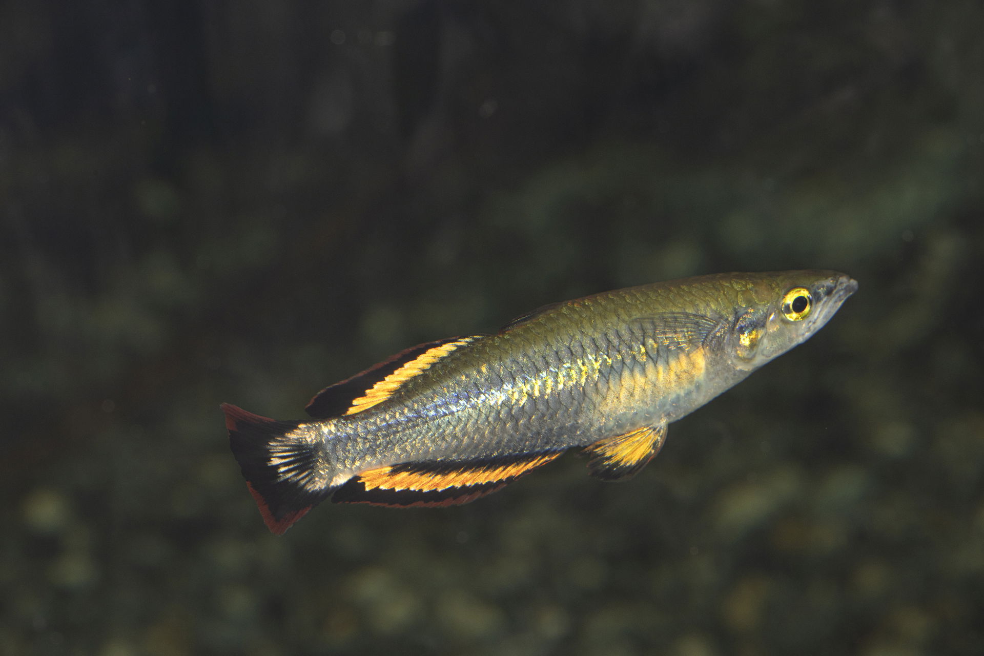 Madagaskar-Ährenfisch im Zoo Zürich