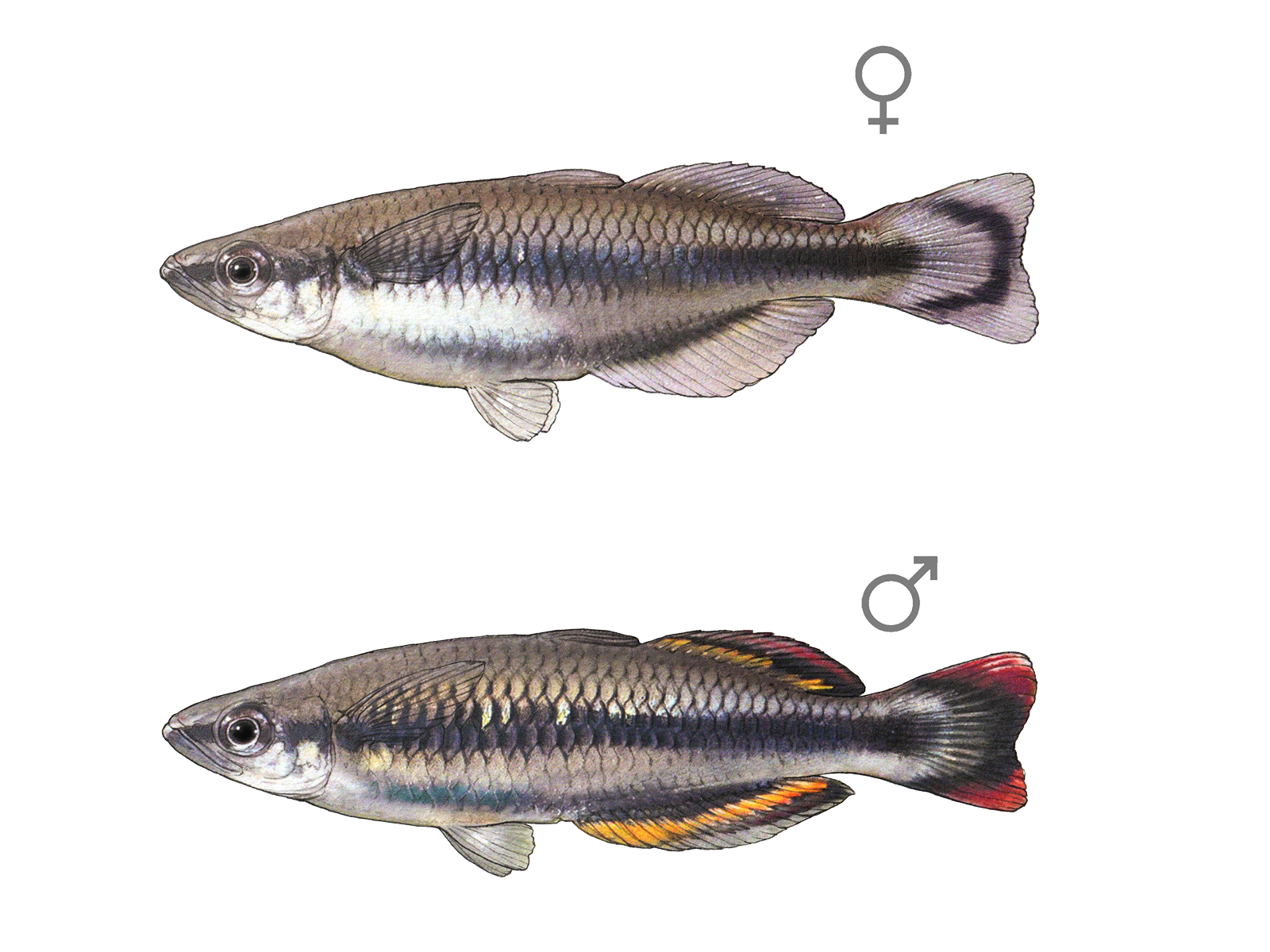 Wissenschaftliche Illustration des Madagaskar-Ährenfischs.