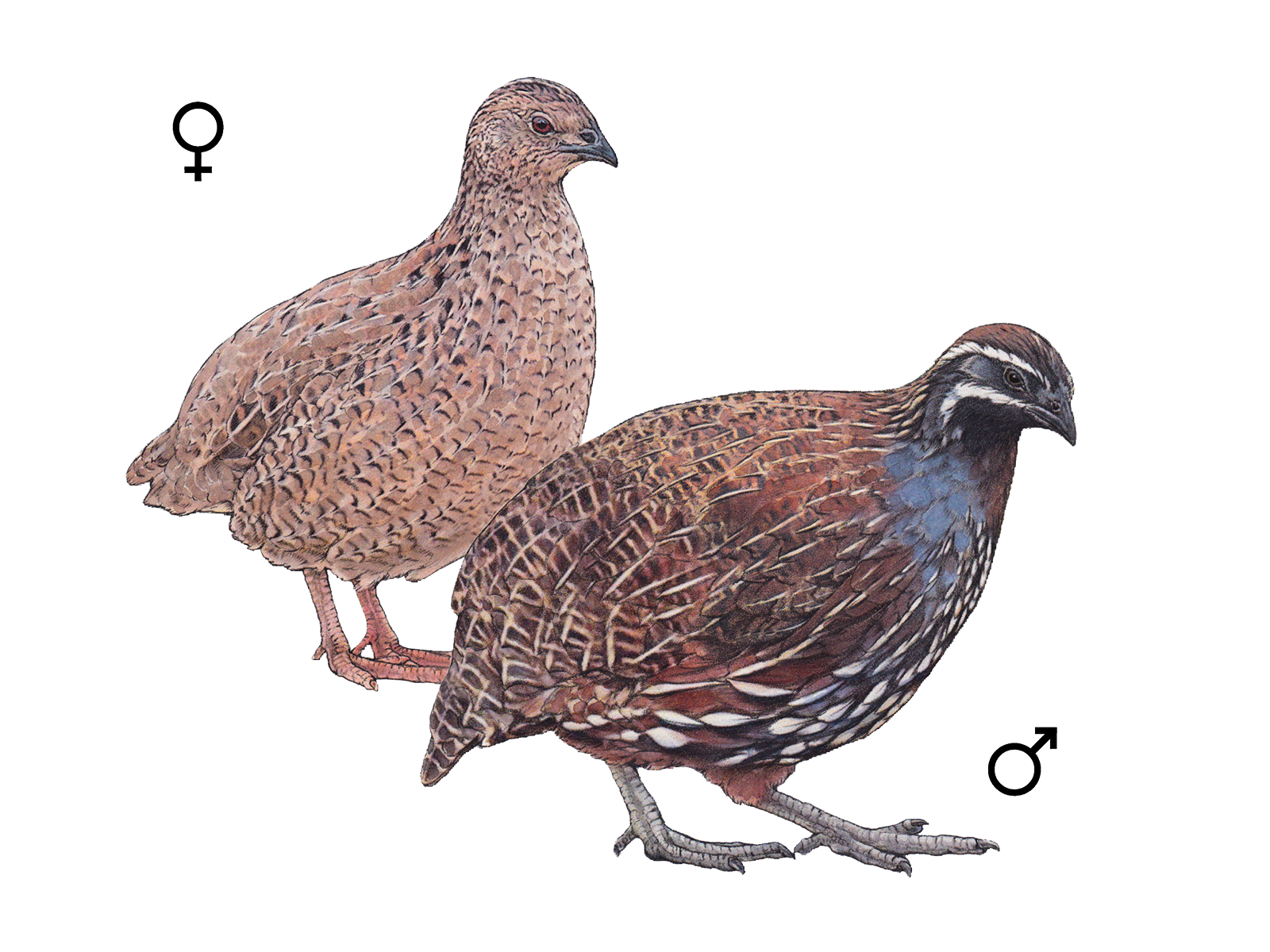 Wissenschaftliche Illustration der Madagaskar-Perlwachtel.