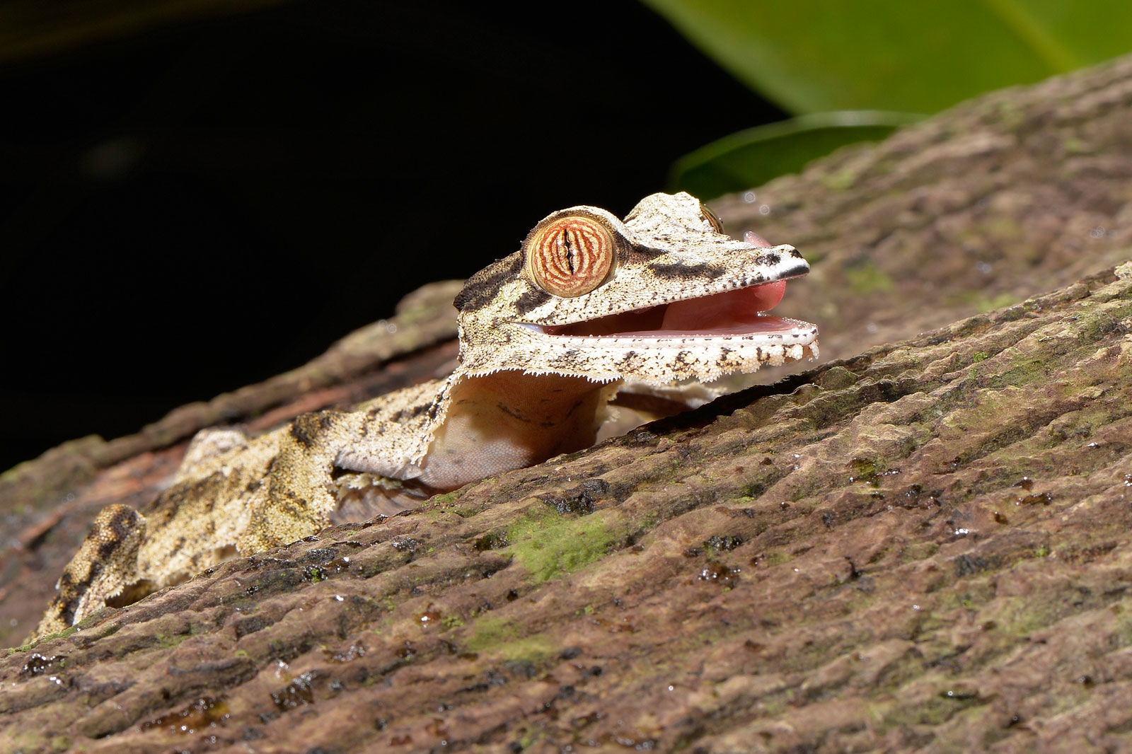 Madagaskar-Plattschwanzgecko (Uroplatus fimbriatus) im Masoala Regenwald des Zoo Zürich