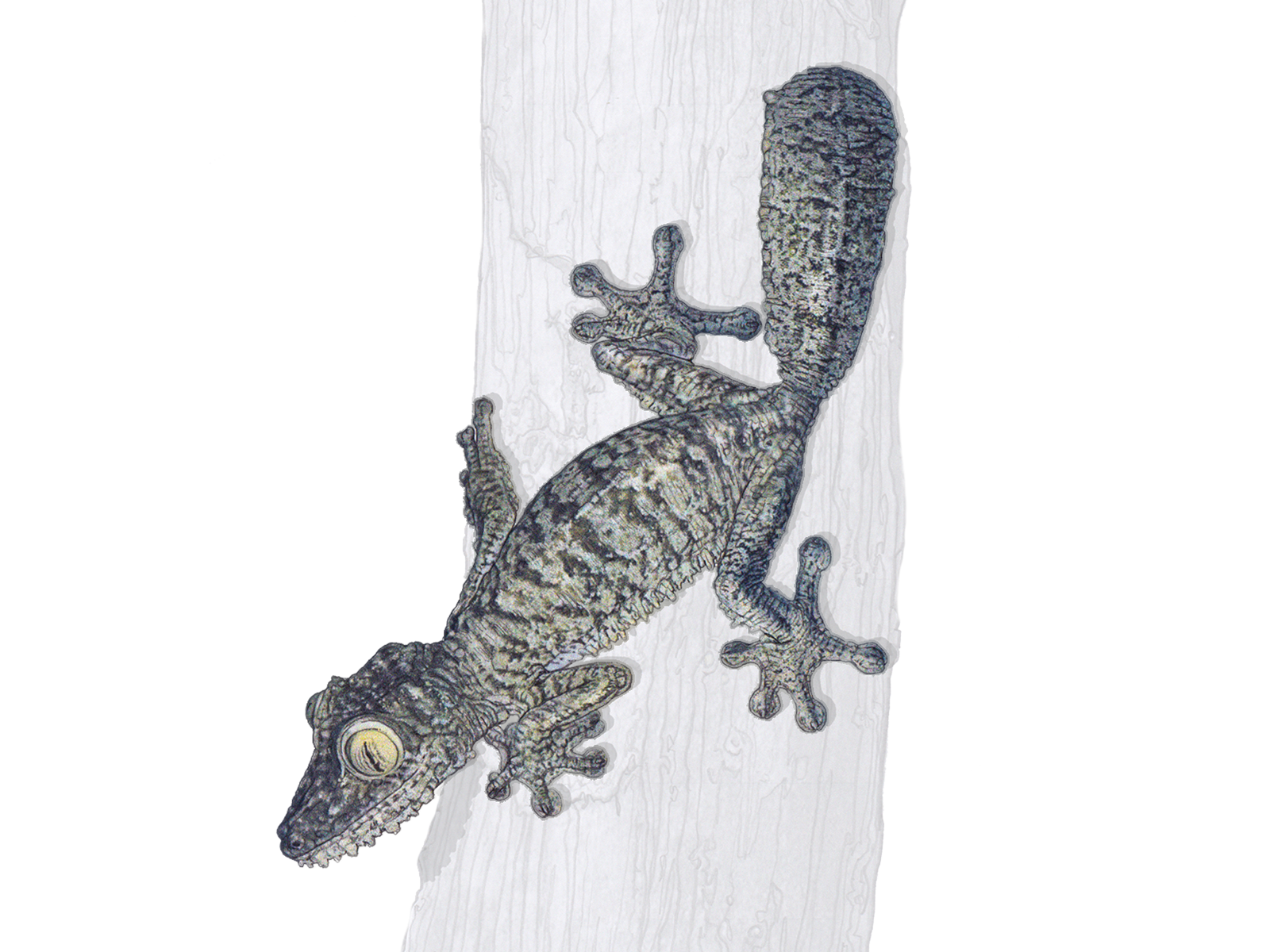 Wissenschaftliche Illustration des Madagaskar-Plattschwanzgeckos.