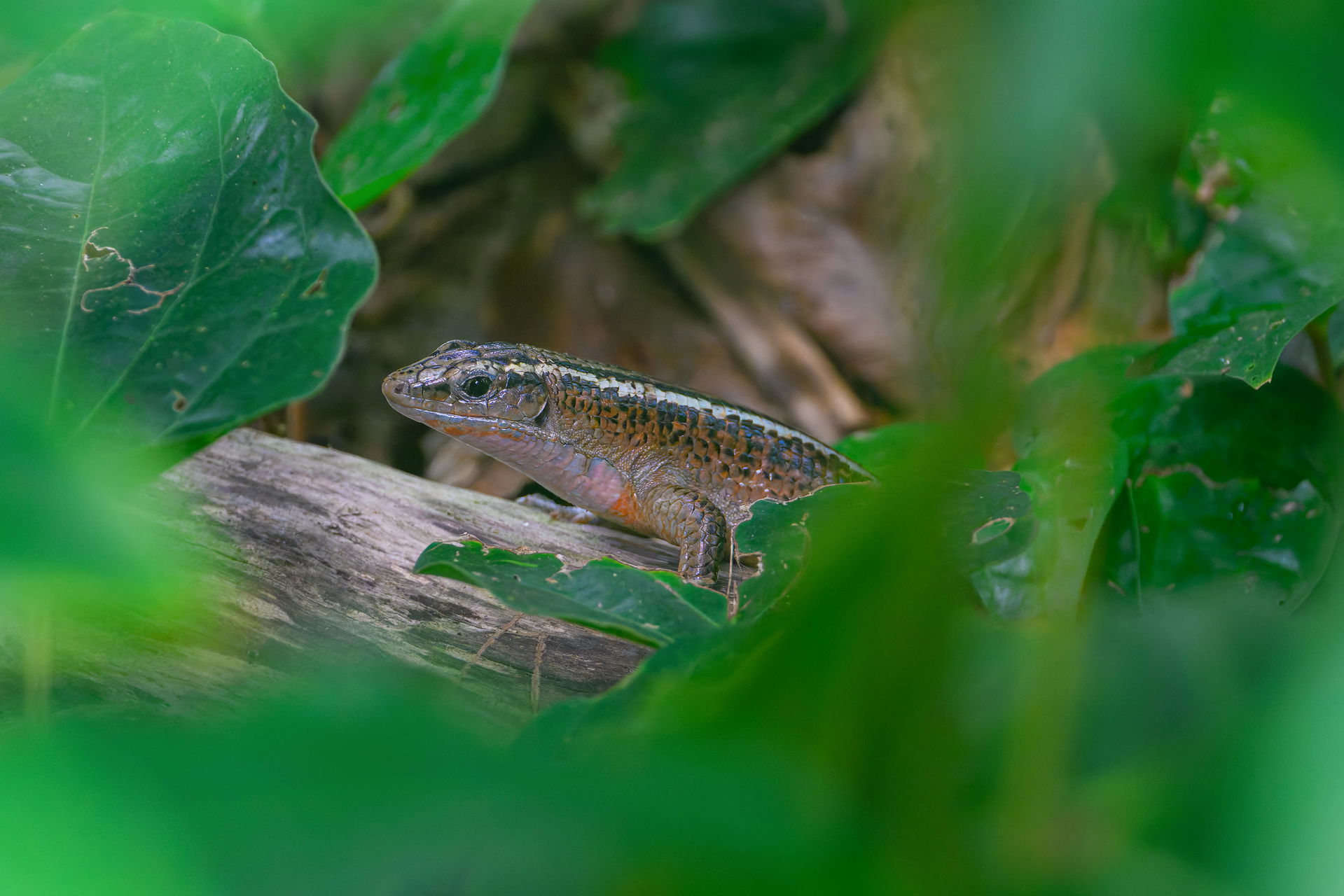Madagaskar-Ringelschildechse (Zonosaurus madagascariensis) im Masoala Regenwald des Zoo Zürich