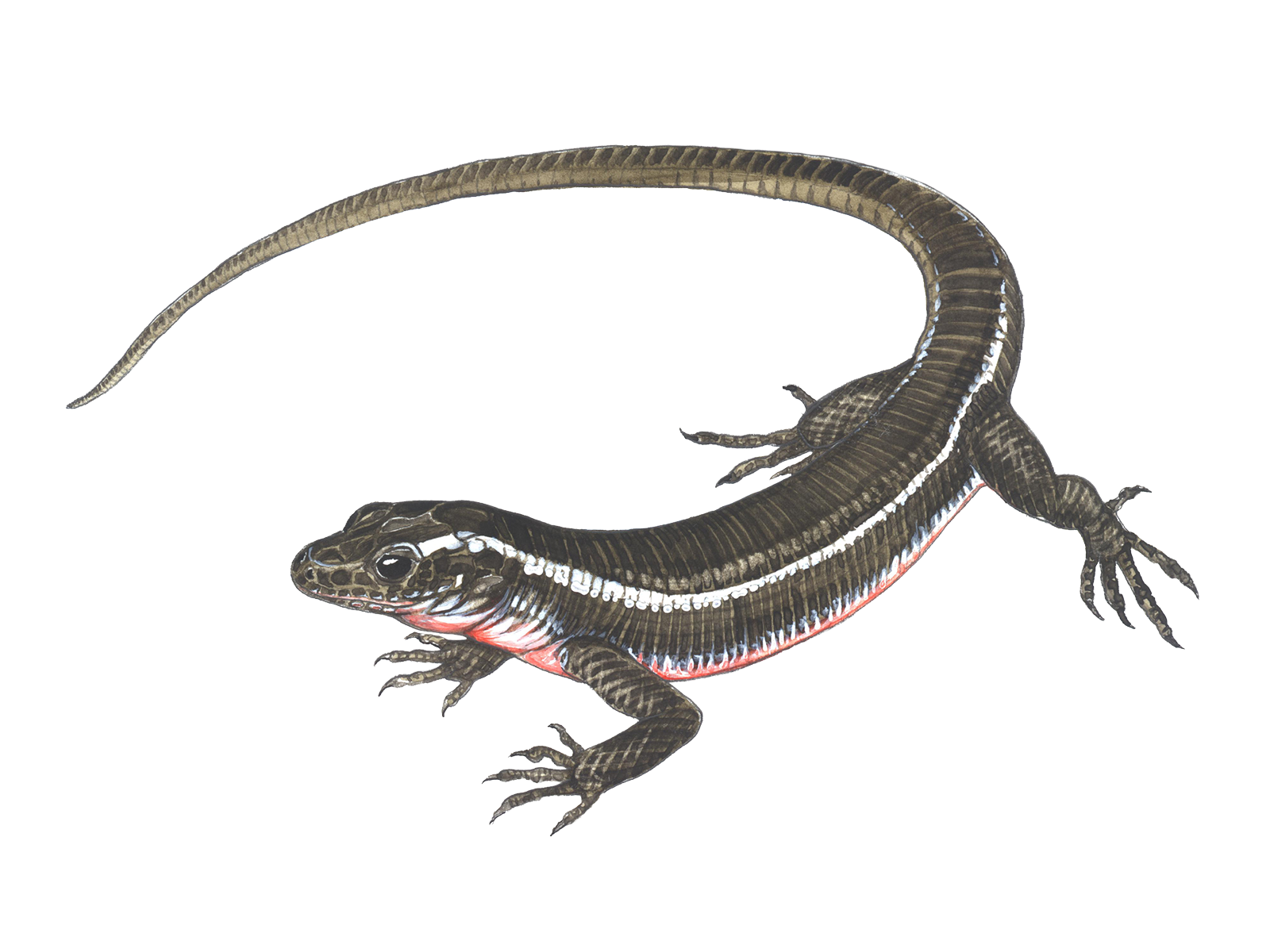 Wissenschaftliche Illustration der Madagaskar-Ringelschildechse.