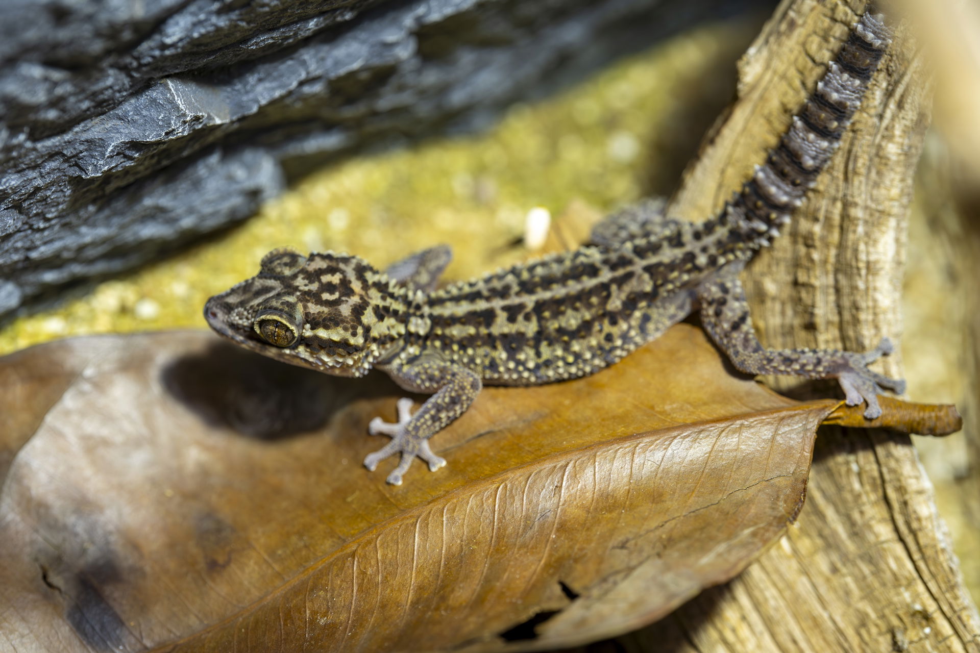 Madagaskar-Schönkopfgecko (Paroedura lohatsara) im Zoo Zürich