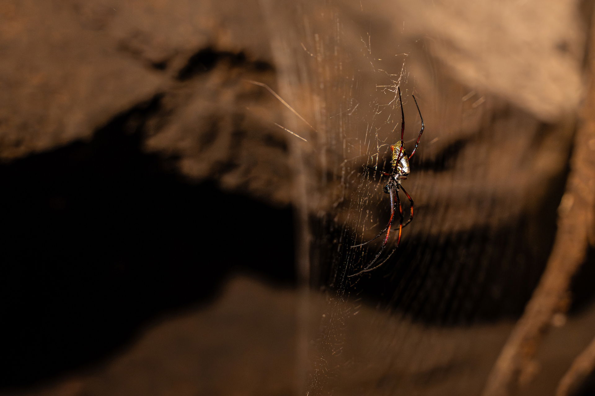 Madagaskar-Seidenspinne im Insektenwald des Zoo Zürich