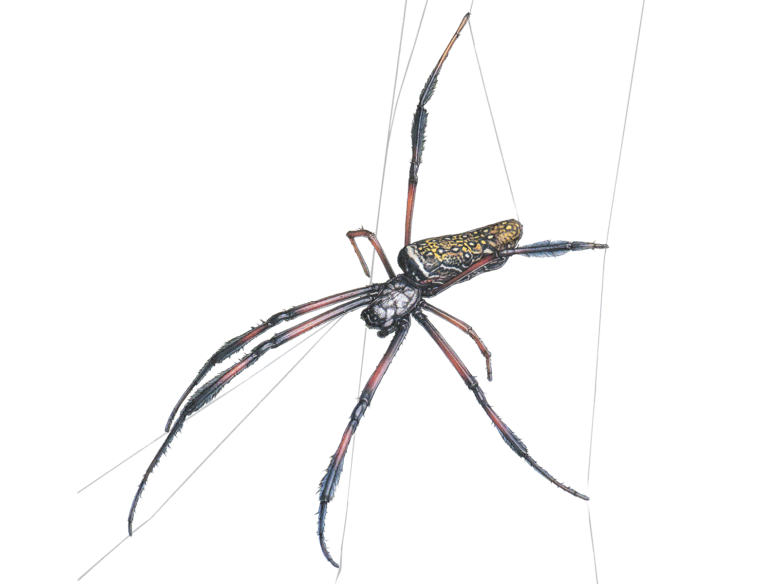 Wissenschaftliche Illustration der Madagaskar-Seidenspinne.