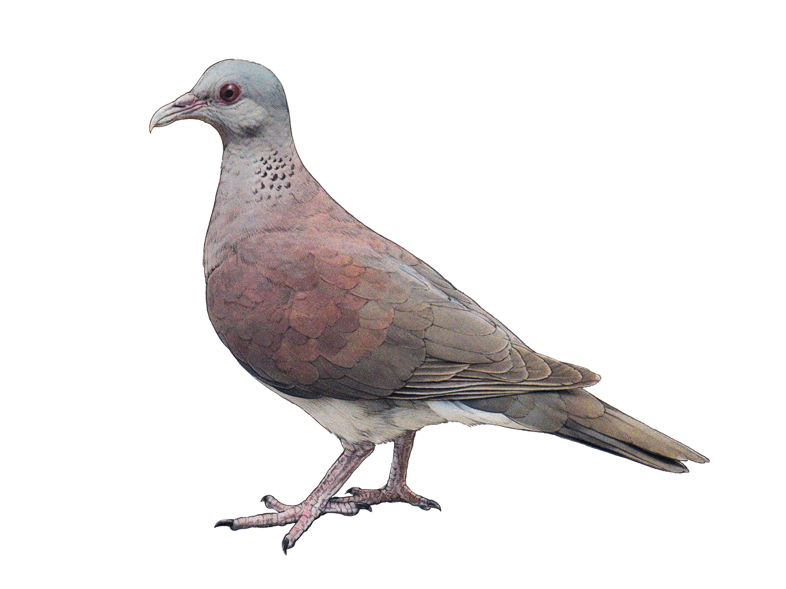 Wissenschaftliche Illustration der Madagaskar-Turteltaube.