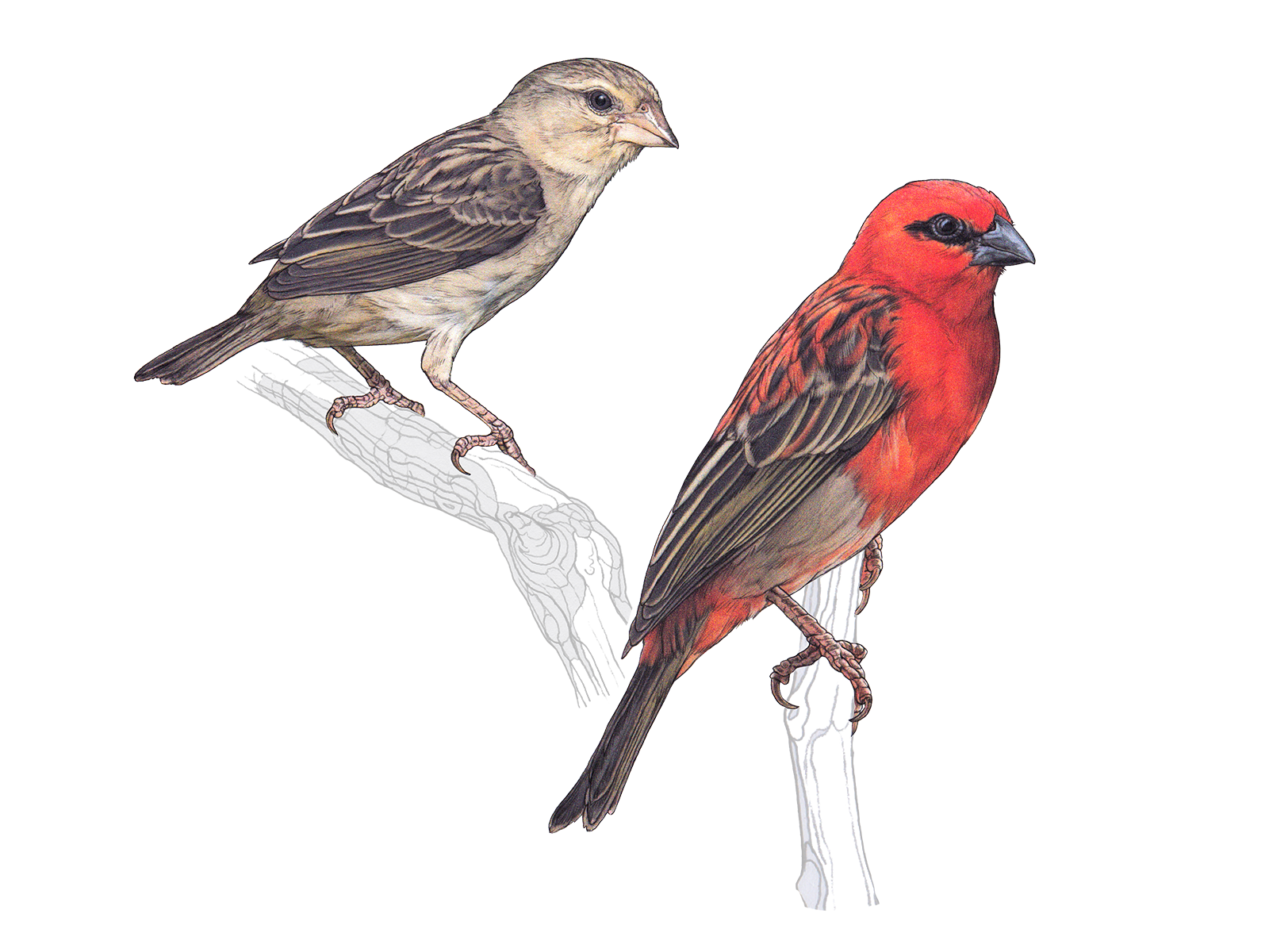 Wissenschaftliche Illustration des Madagaskarwebers.