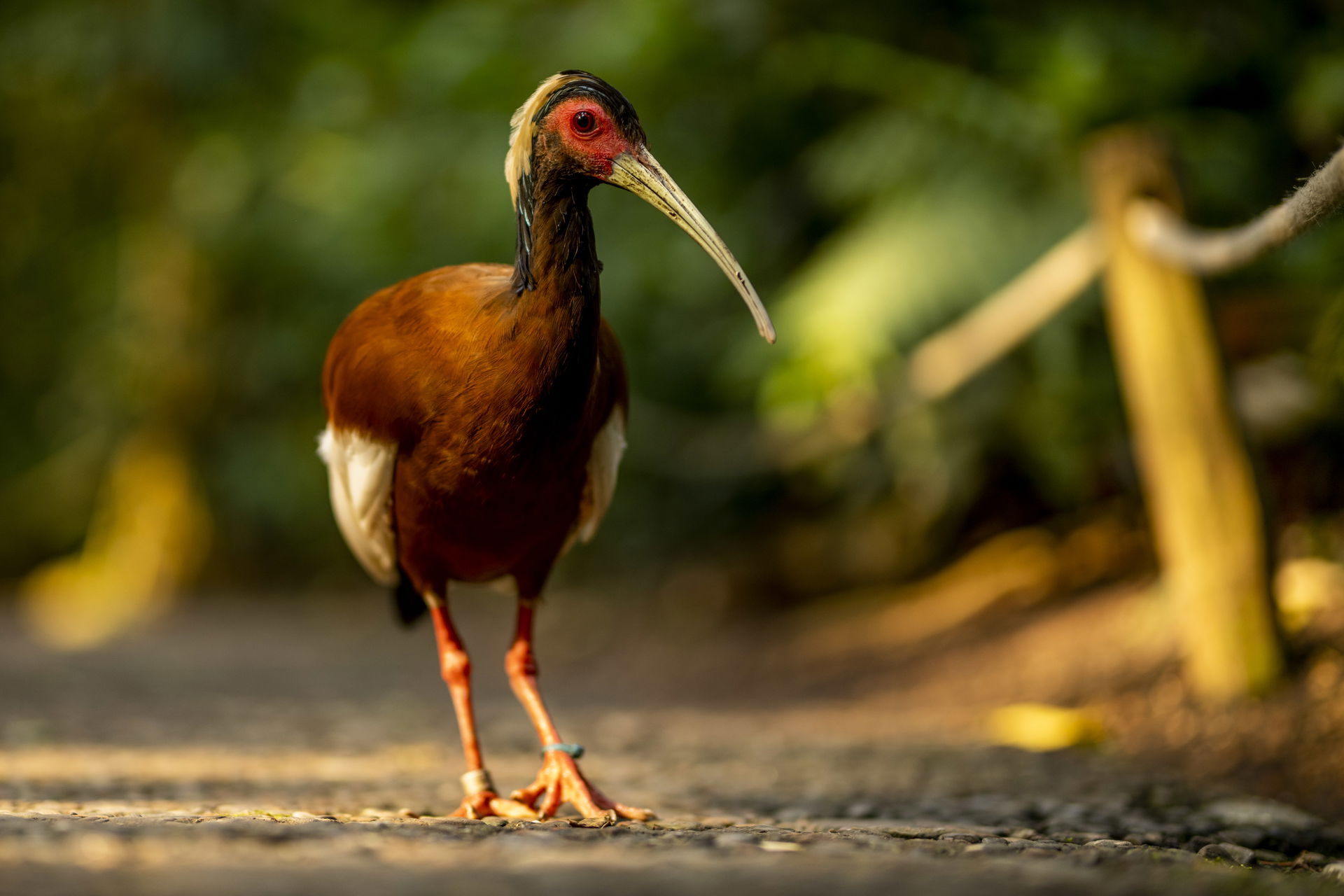 Mähnenibis im Masoala Regenwald des Zoo Zürich