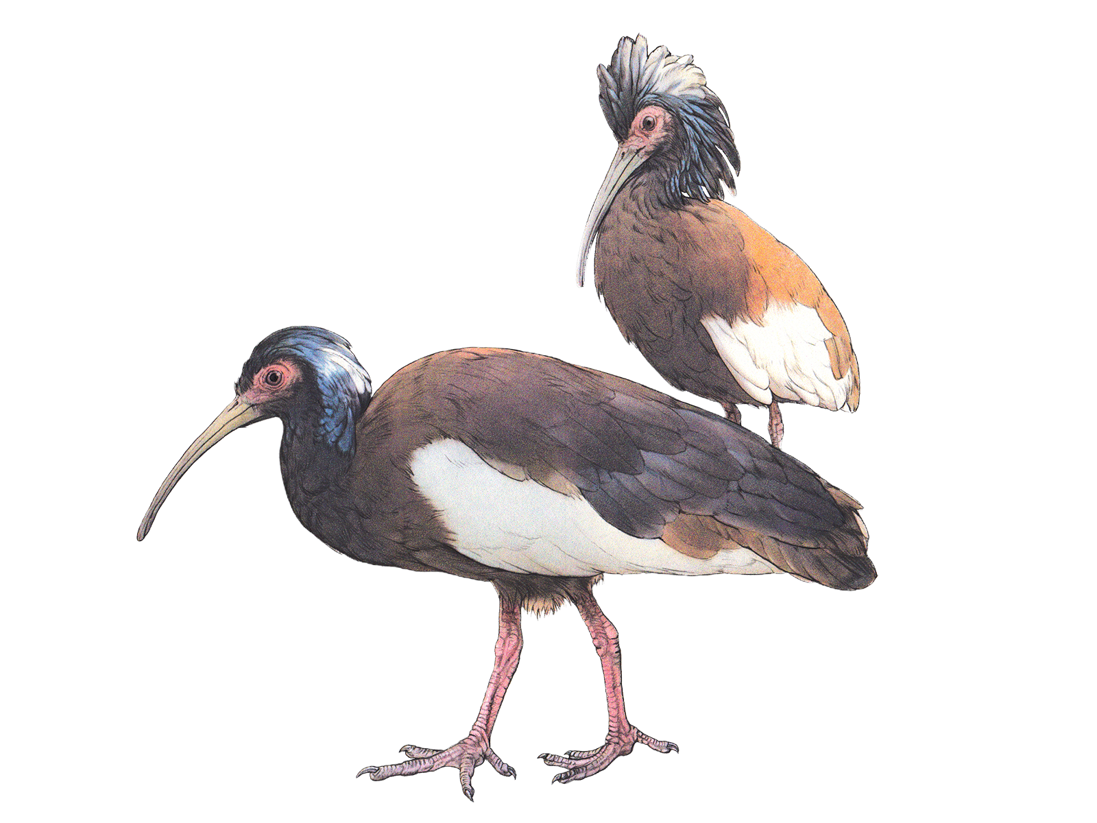 Wissenschaftliche Illustration des Mähnenibis.