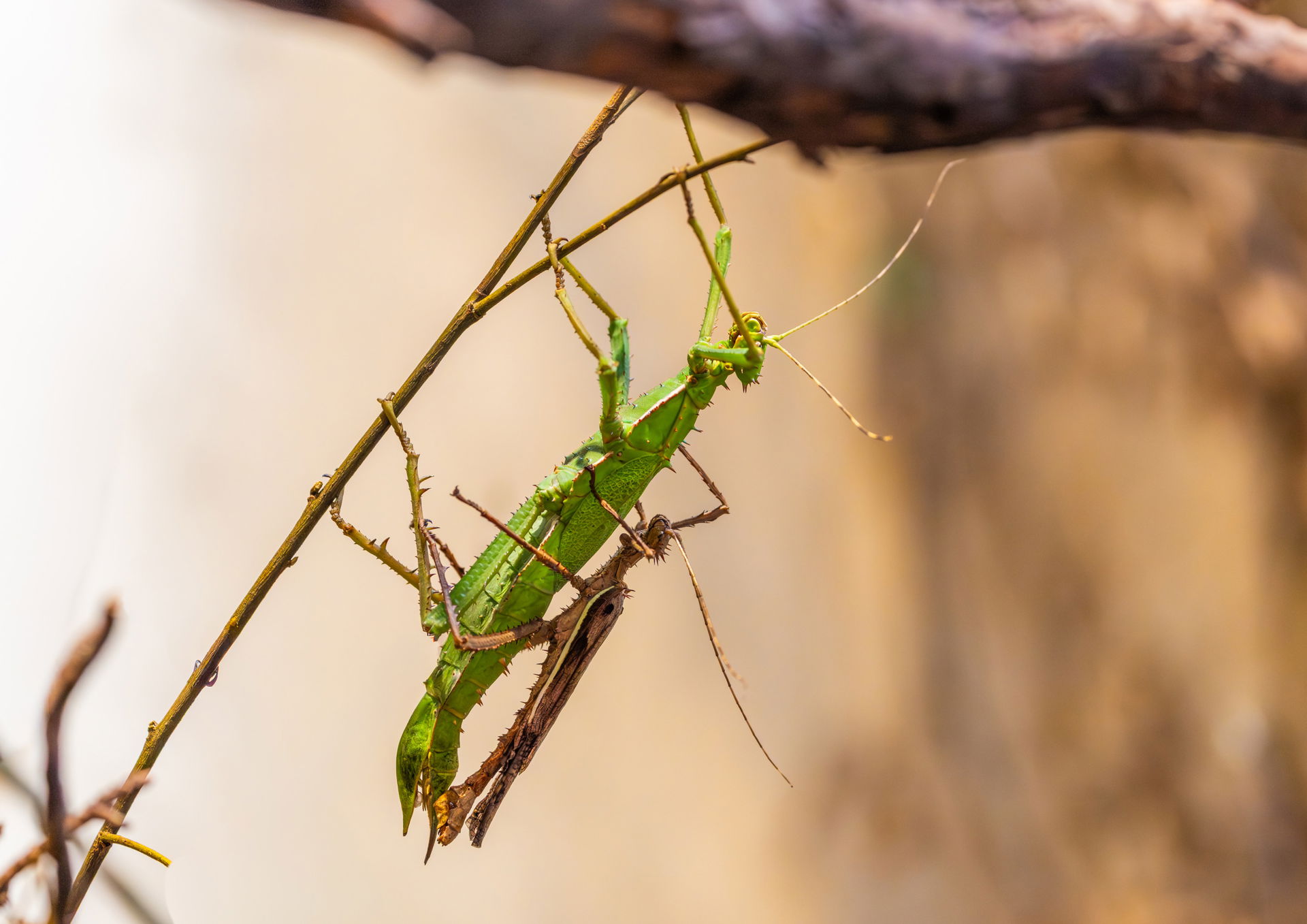 Malaiische Riesengespenstschrecke im Insektenwald des Zoo Zürich