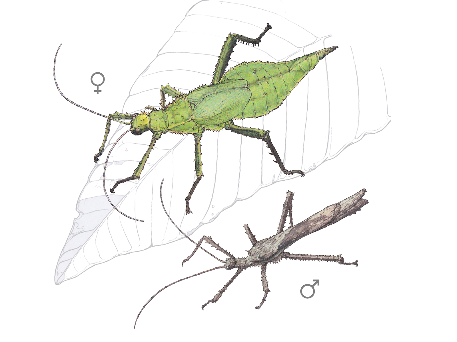 Wissenschaftliche Illustration der Malaiischen Riesengespenstschrecke.