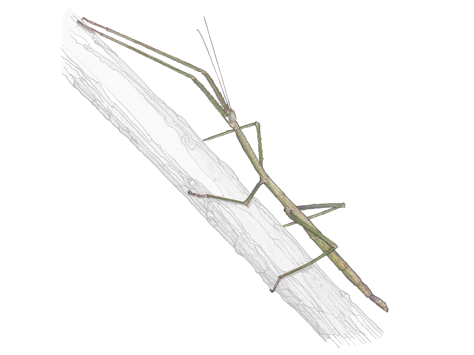 Wissenschaftliche Illustration der Malaiischen Riesenstabschrecke.