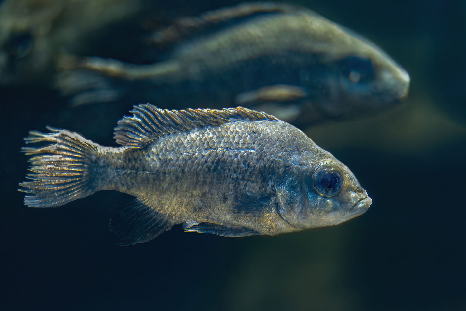 Mangarahara-Buntbarsch im Zoo Zürich