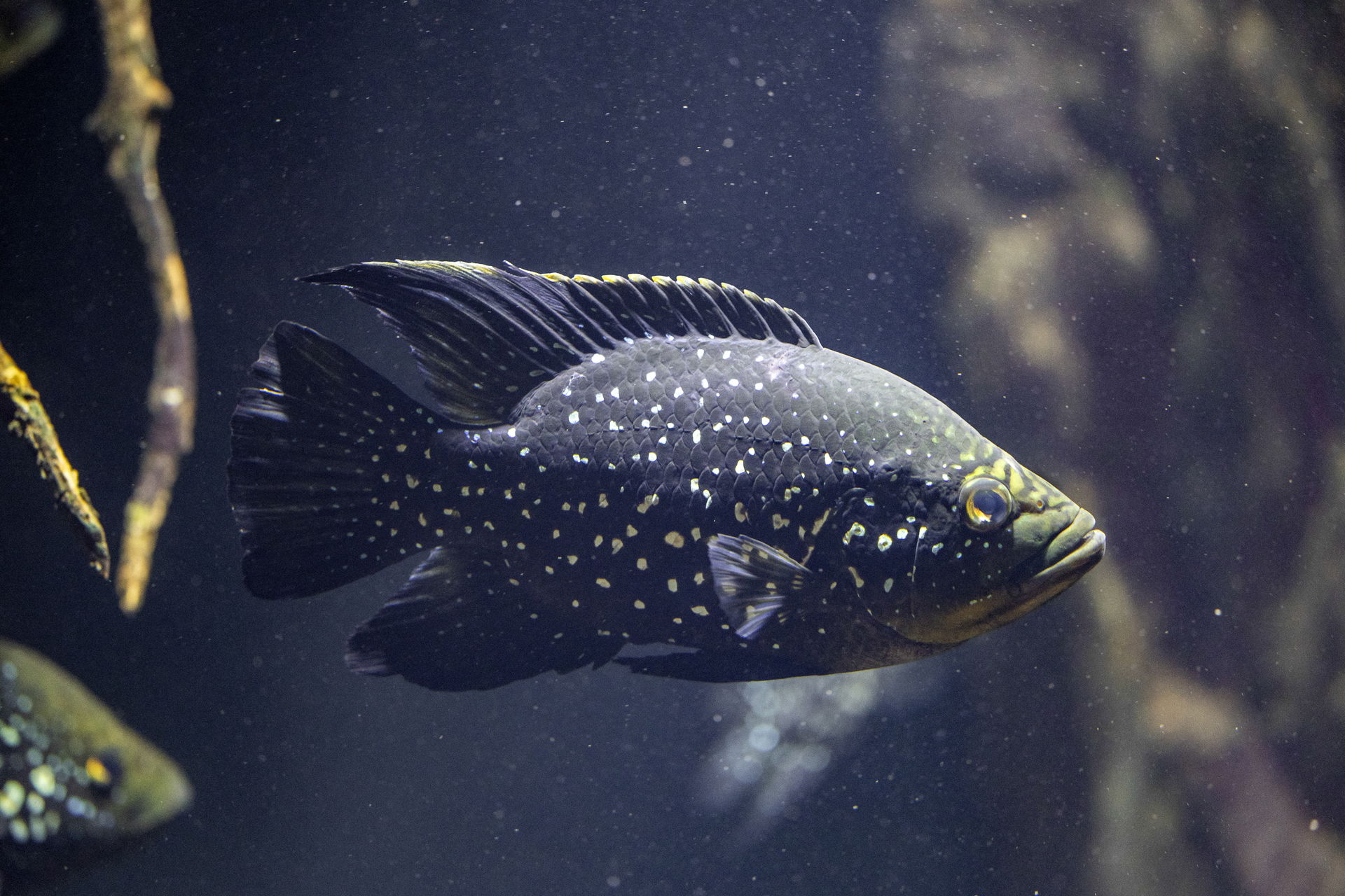 Marakeli-Buntbarsch im Zoo Zürich
