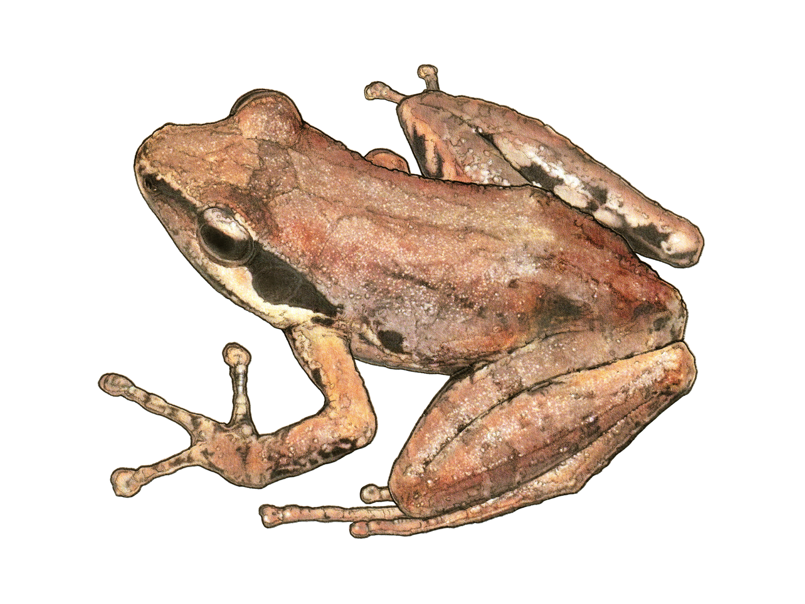Wissenschaftliche Illustration des Mayotte-Madagaskarfroschs.