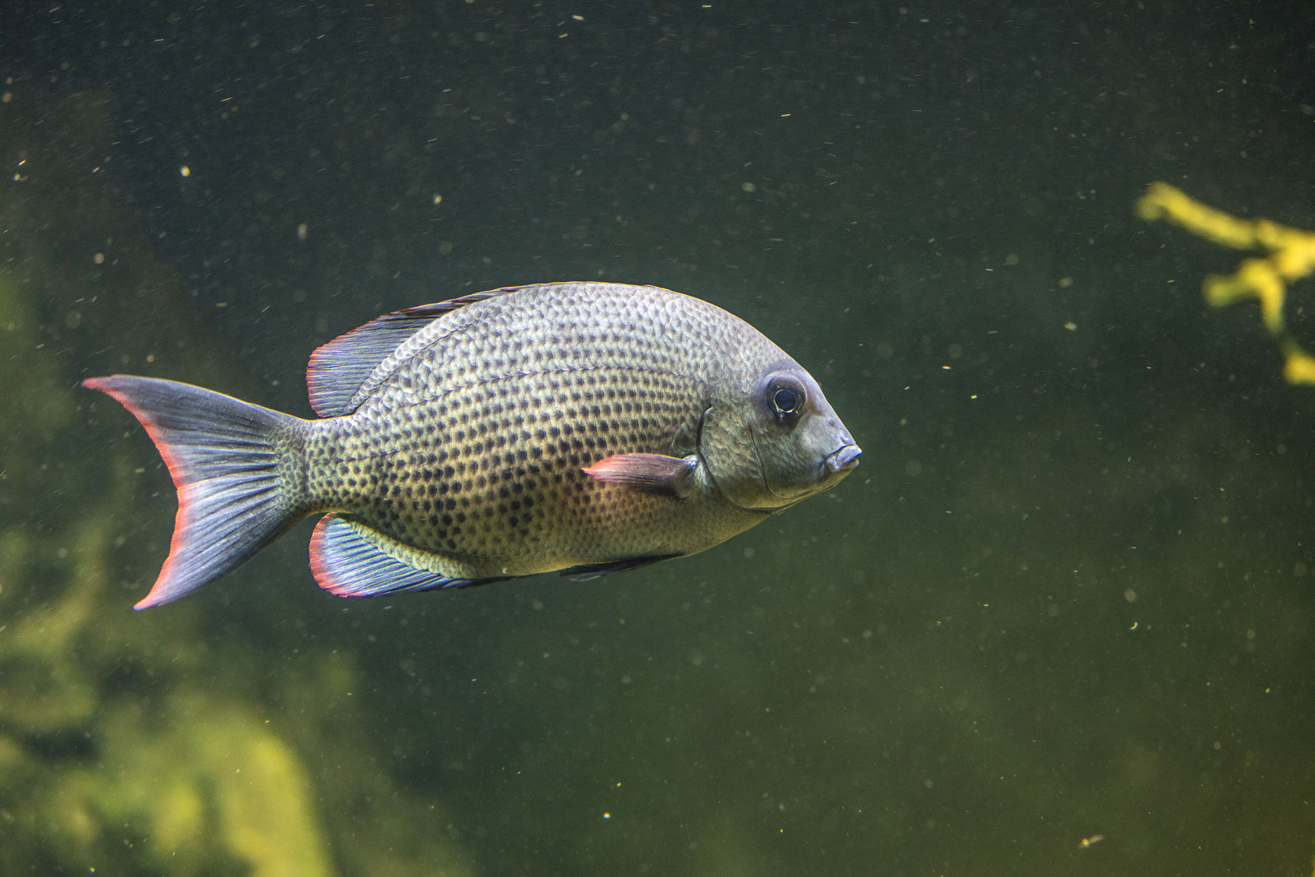 Menarambo-Buntbarsch im Zoo Zürich
