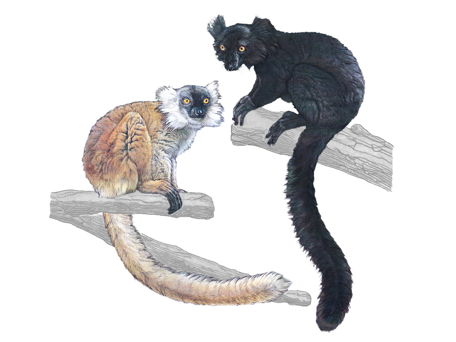 Wissenschaftliche Illustration des Schwarzer Marki