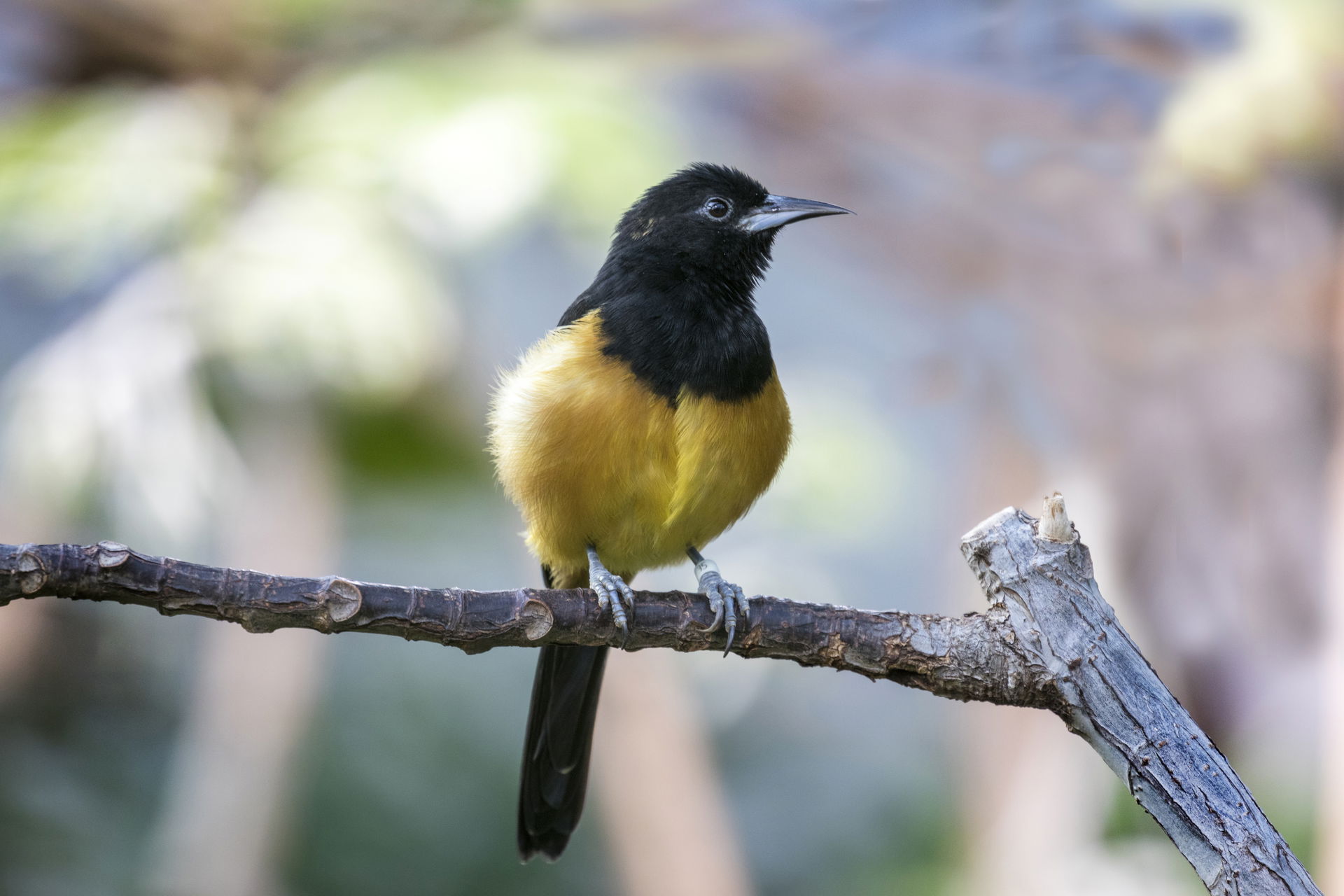 Montserrat-Trupial im Zoo Zürich